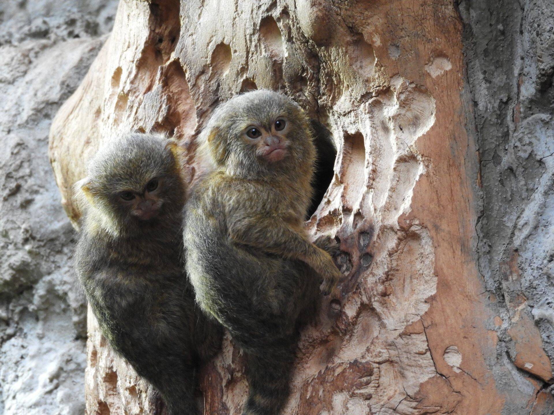 Kääbusmarmosetid on ühed populaarsemad loomad, kelle vaderiks olemine maksab aastas 60 eurot.