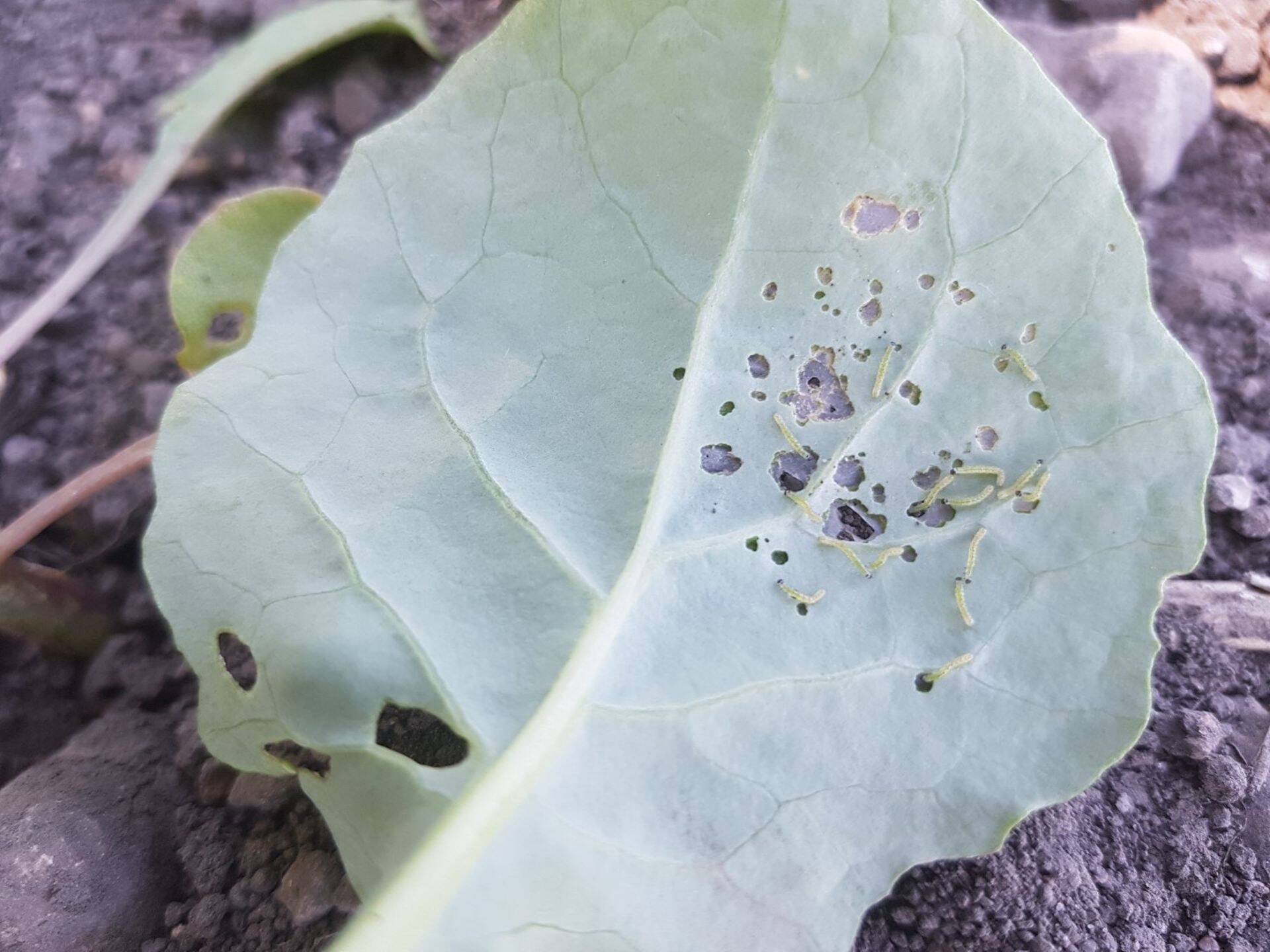 Kapsakoi röövikud suvirapsil.