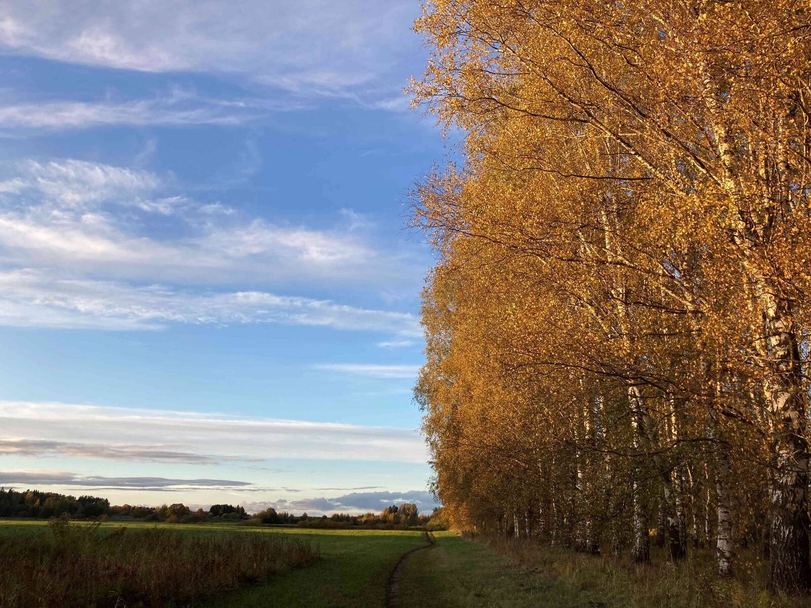 Kuidas puidust toitu teha? Vastust otsitakse häkatonil.