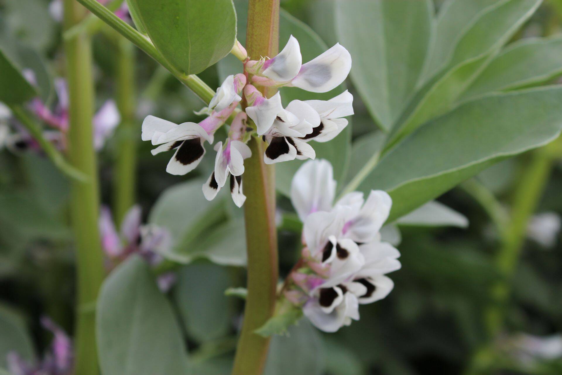 Tänavu kasvatatakse põlduba vähem, kui eelmisel aastal.