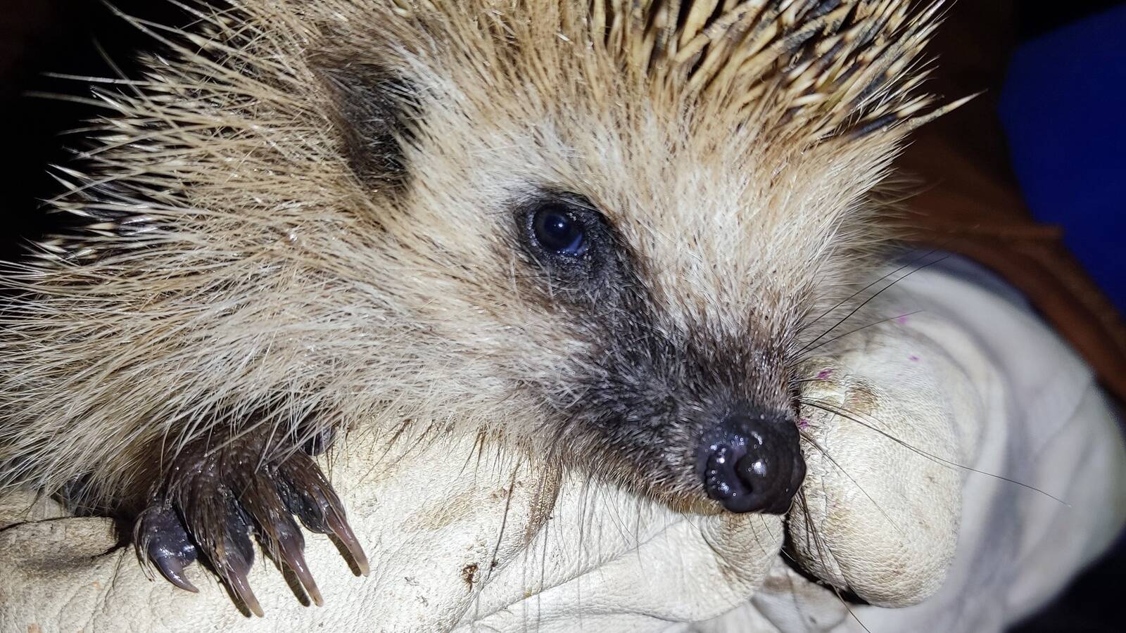 Harilik siil ( Erinaceus europaeus).