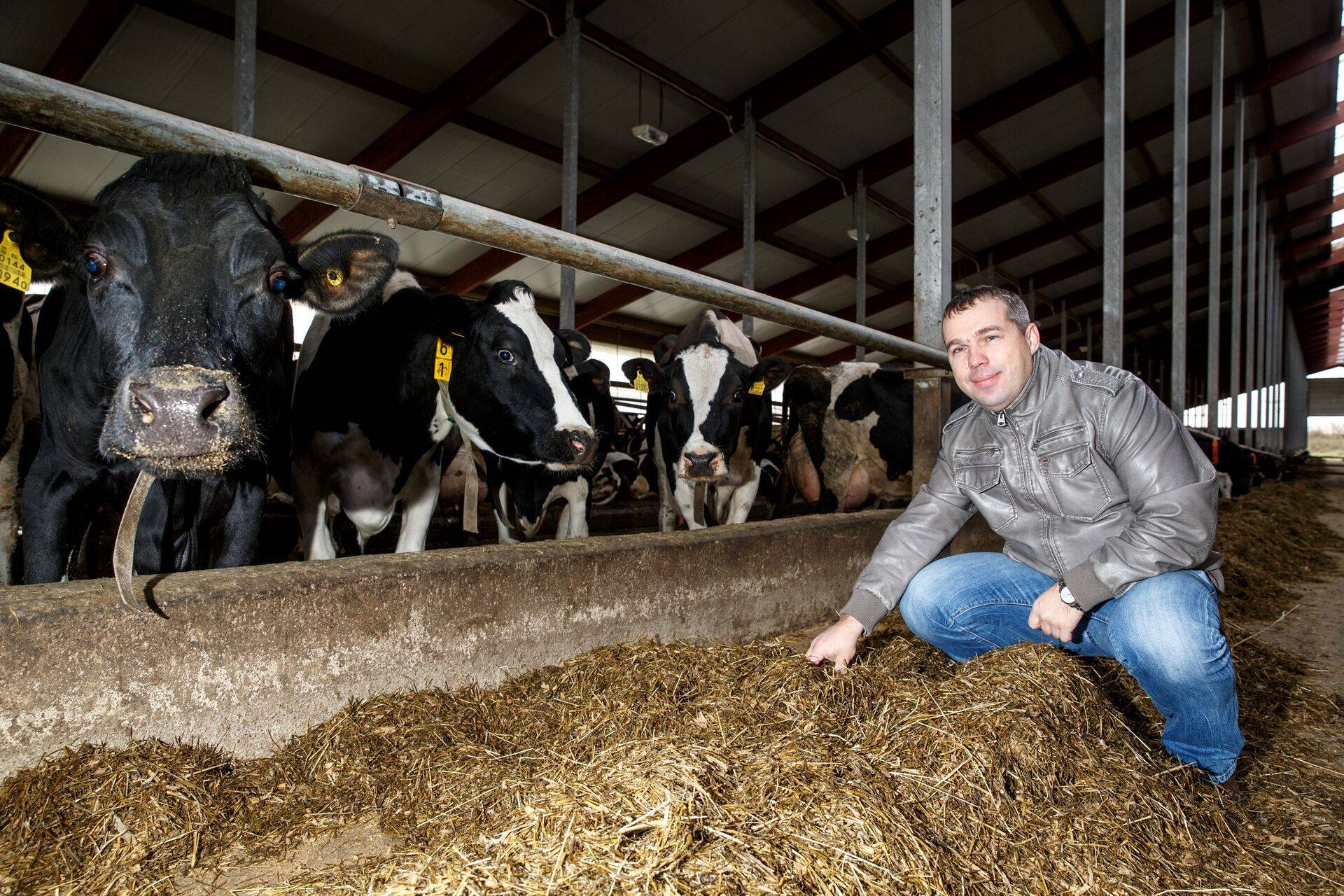 Melmilk lõpetab piimatootmise