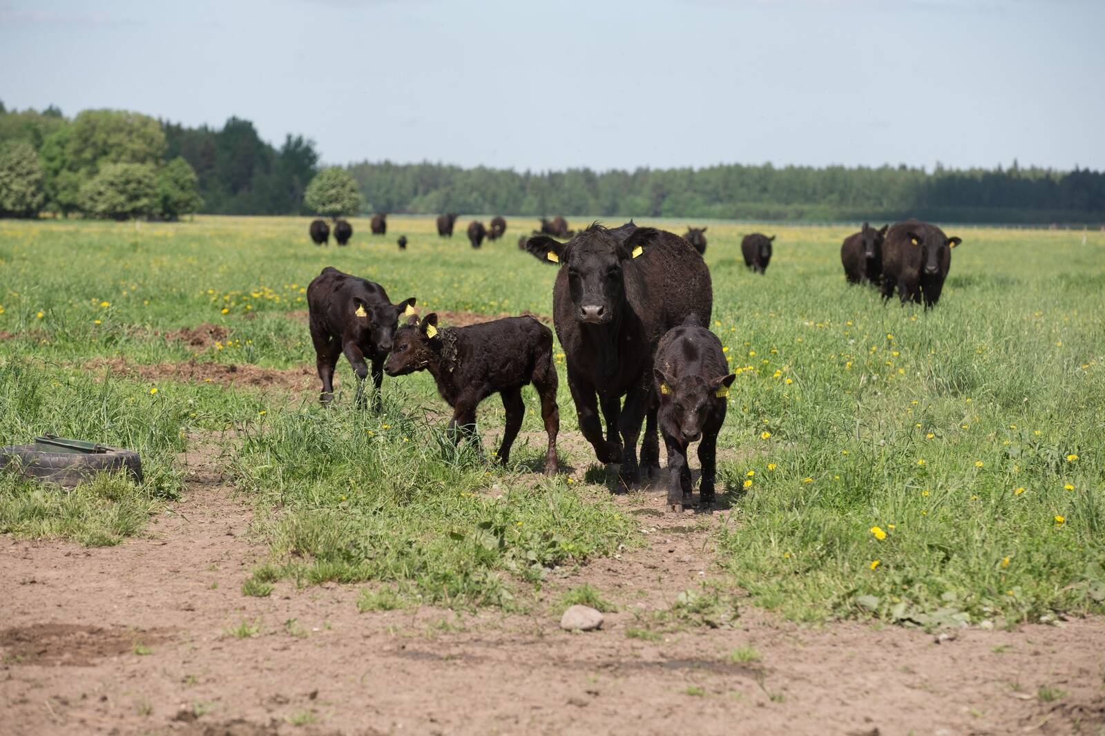 Geenitestimine annab võimaluse valida välja parimad emasloomad ja kui võtame ka pullide poolelt parimad, saame häid tulemusi – see on geenitesti suur pluss.