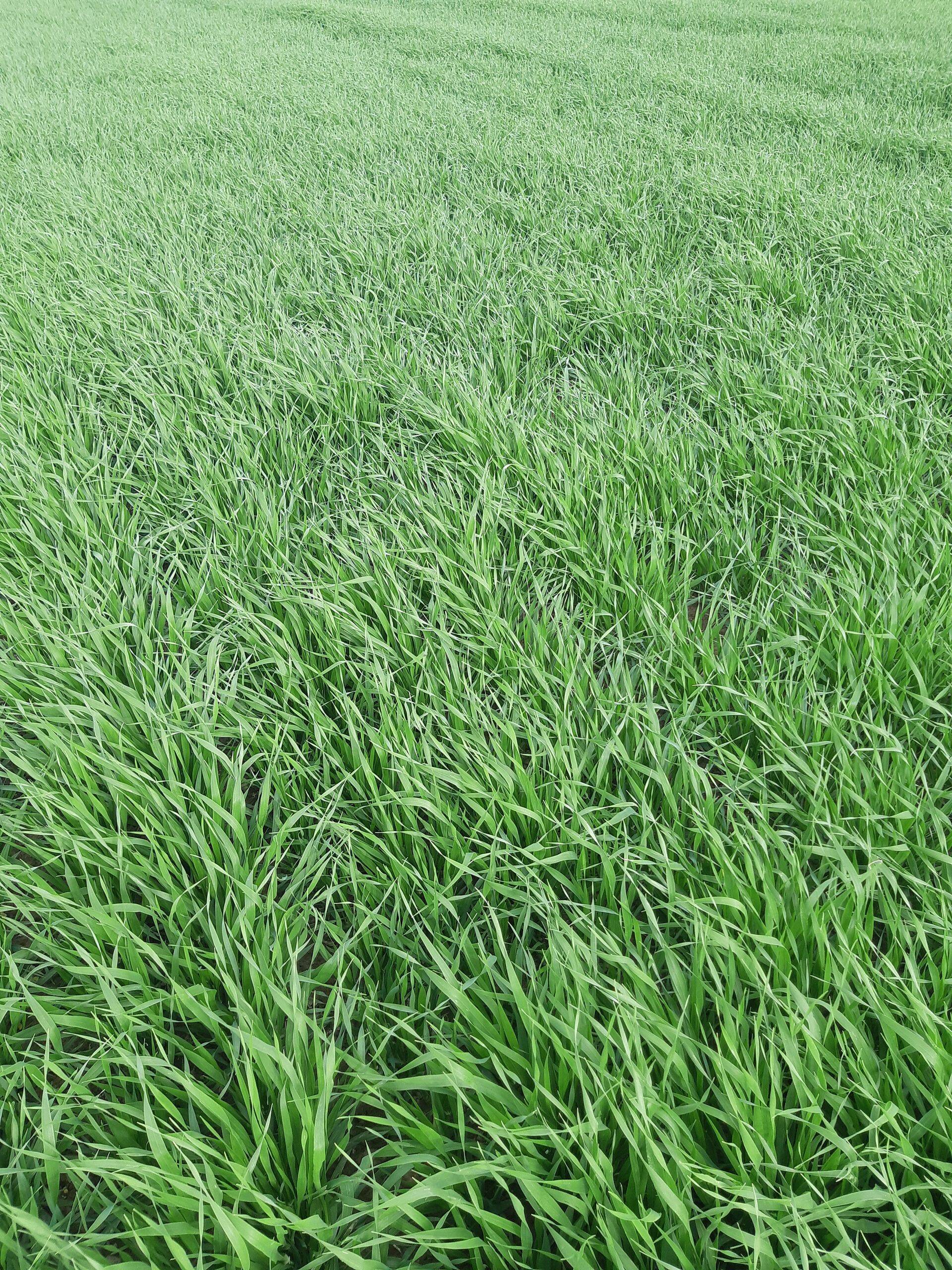 Suviodrad on võrsunud väga hästi.