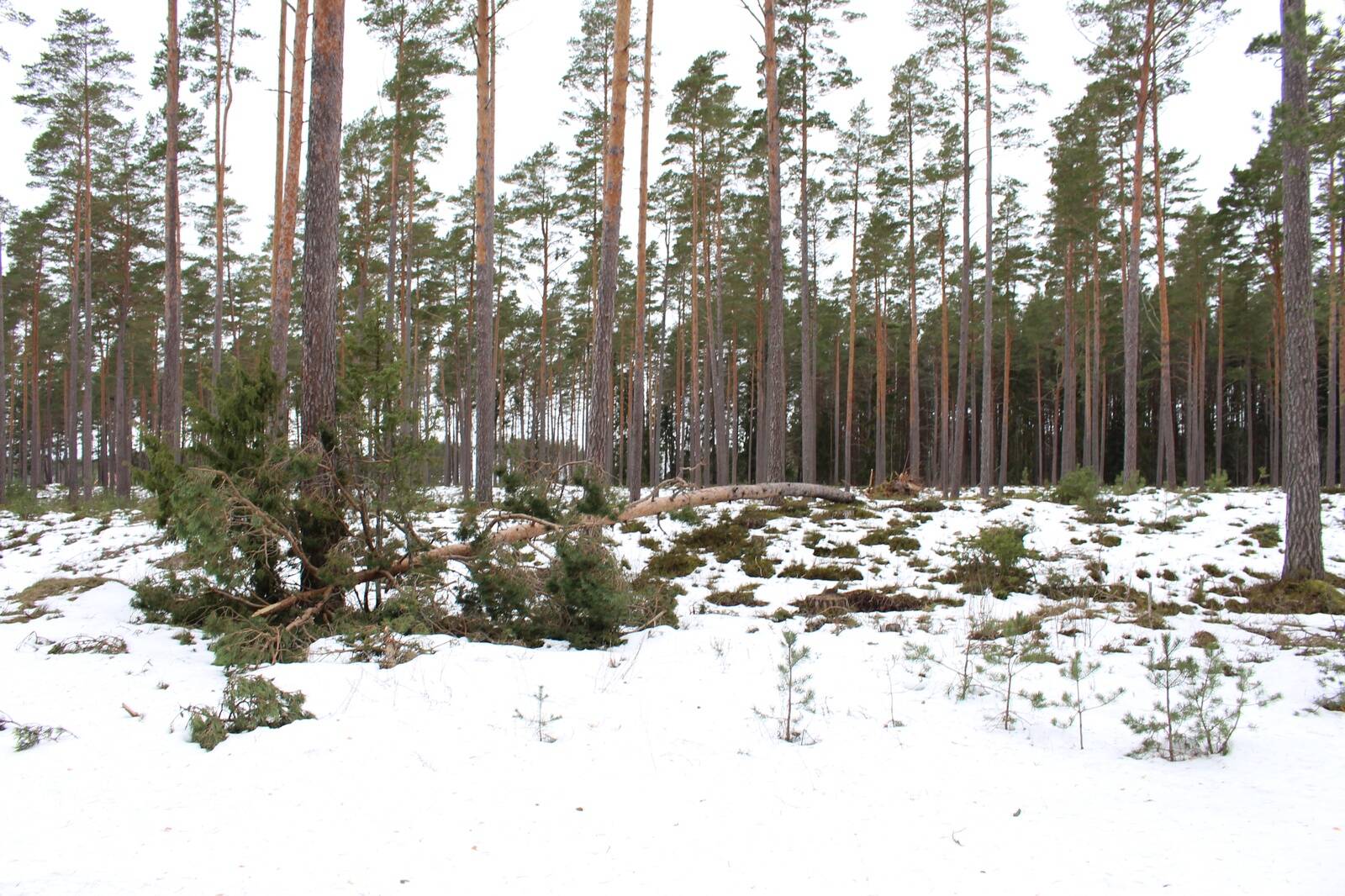 Aasta lõpus sai hulk maaomanikke keskkonnaametilt automaatteavituse, et neile kuuluval katastriüksusel asub oluline metsaelupaik.