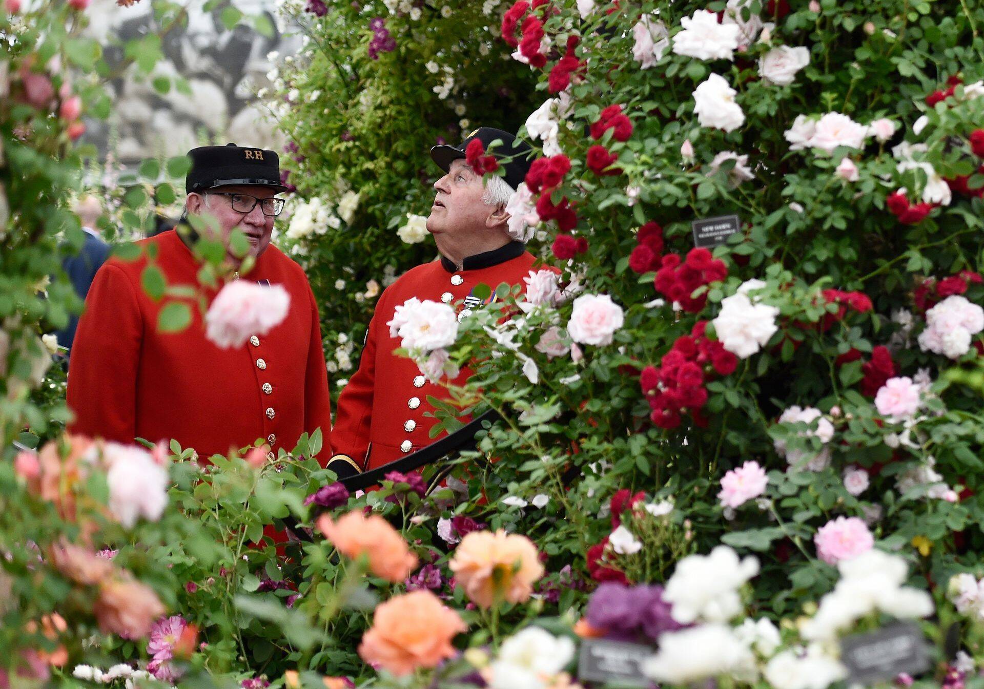 Chelsea pensionärid lillenäitusel Londonis.