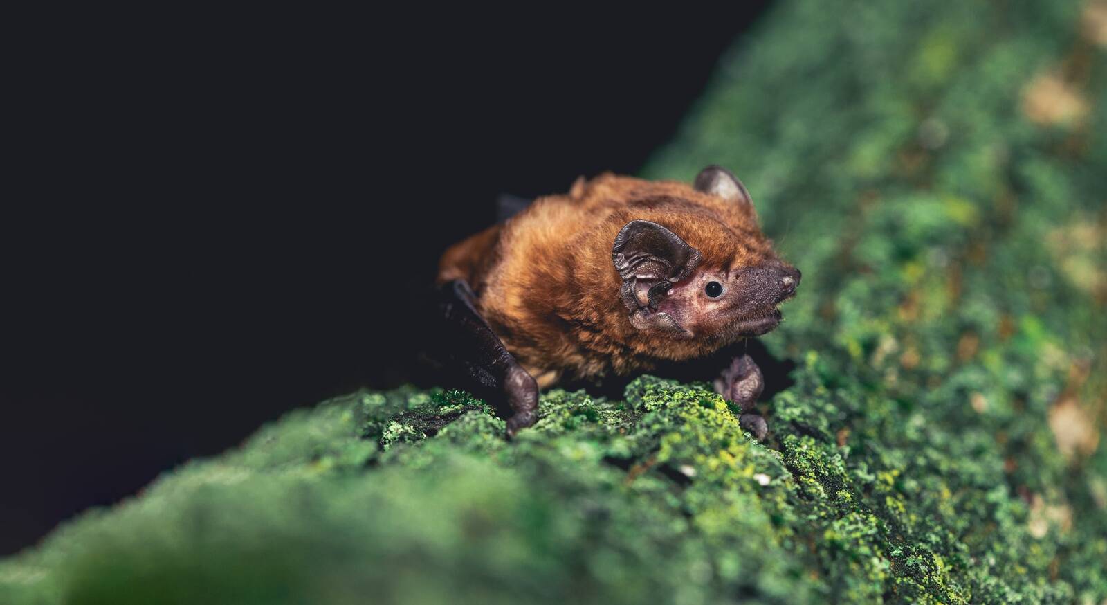 Eesti suurim nahkhiir on suurvidevlane ( Nyctalus noctula ).