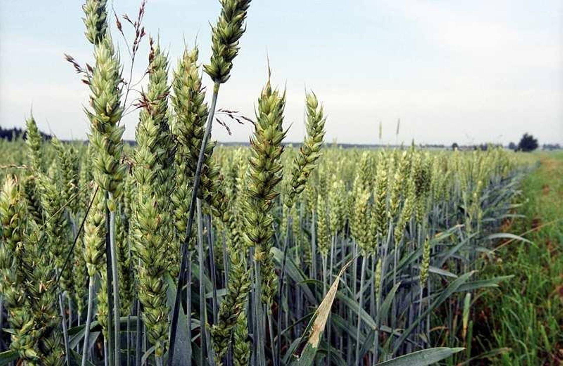 Maheviljelus koos talviste vahekultuuridega ja kompostiga parandab oluliselt mullaomadusi.