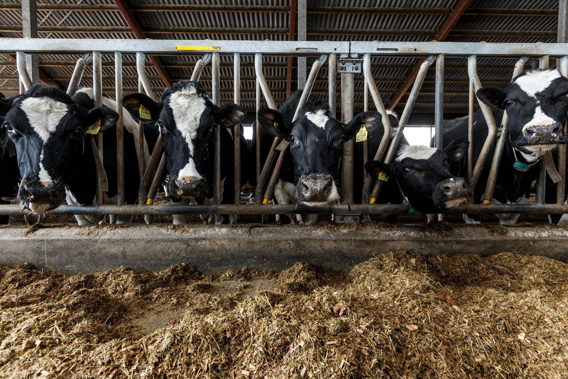 Halinga farm on pankrotieelses seisus, kuid omanik ei nõustu, et pankrot oleks juba käes ja lehmade saatus ohus.