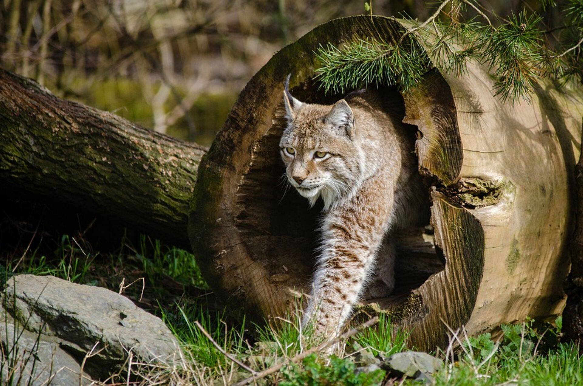 Ilves