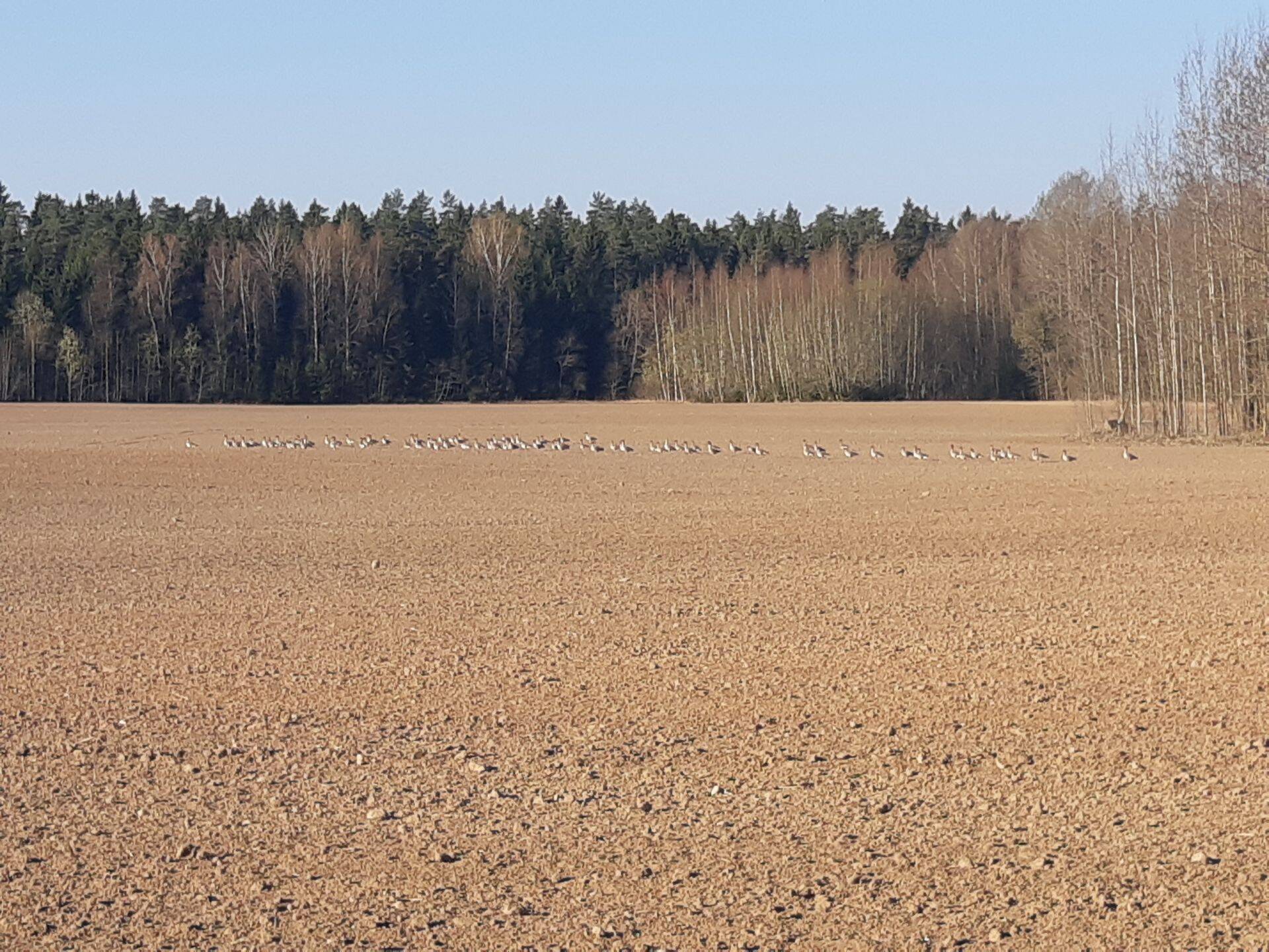 Rüüstajad platsis.
