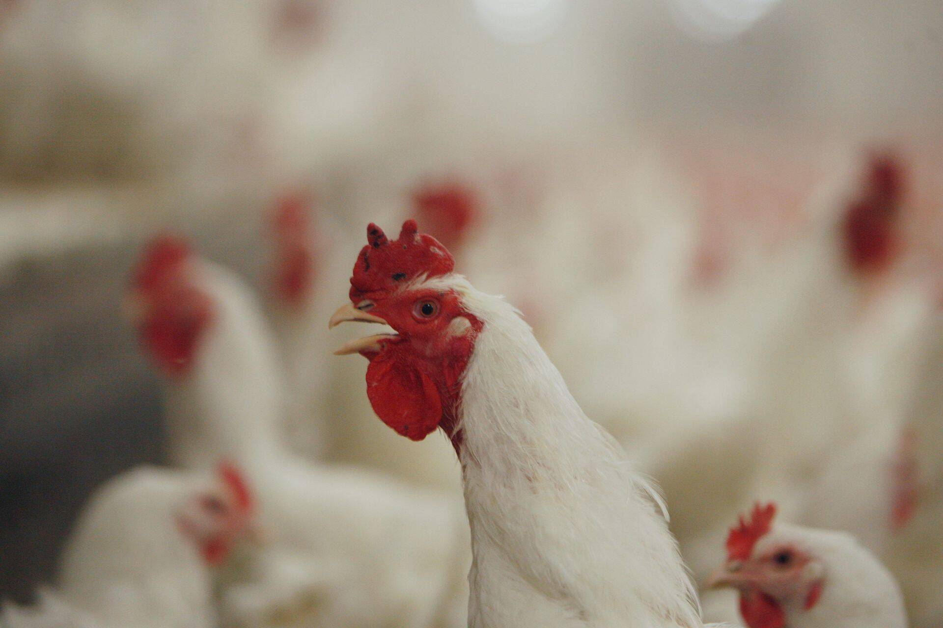 Pilt on illustreeriv.