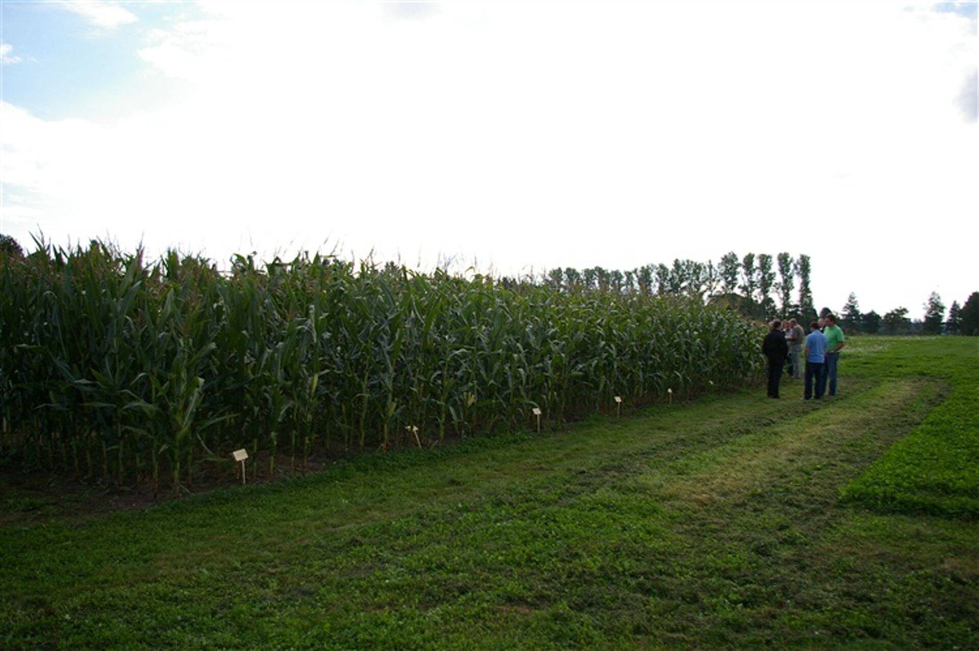 Maisi katselapid Rõhul