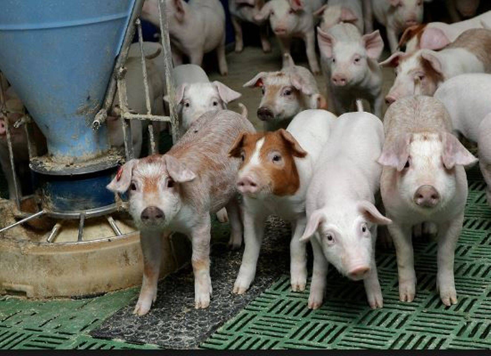 Euroopa Komisjon kinnitas tauditsoonide piirid saartel