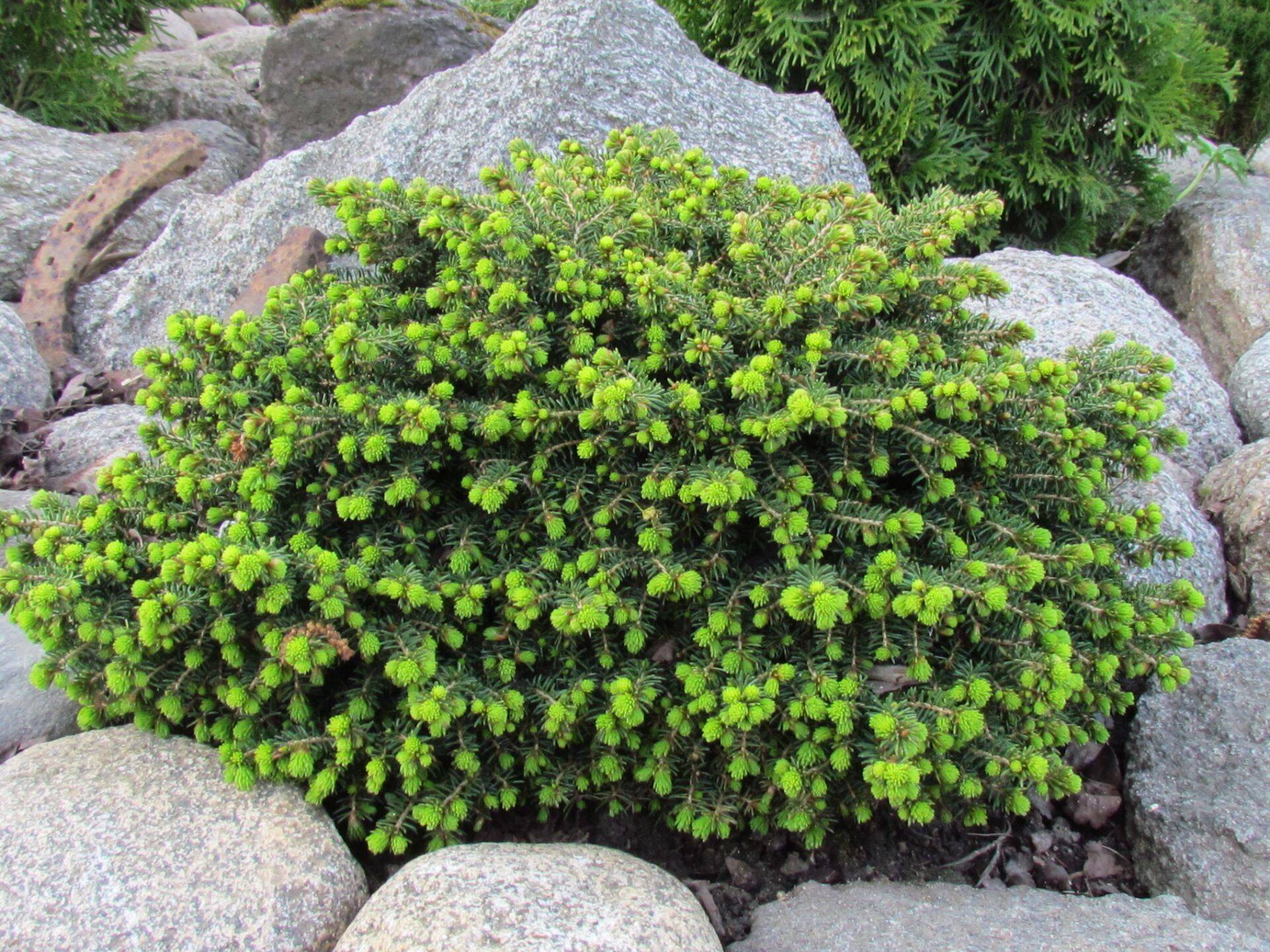 ’Little Gem’ Kubja Ürditalu aias.