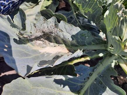 Kapsa-tuhktäi kahjustus kapsal.