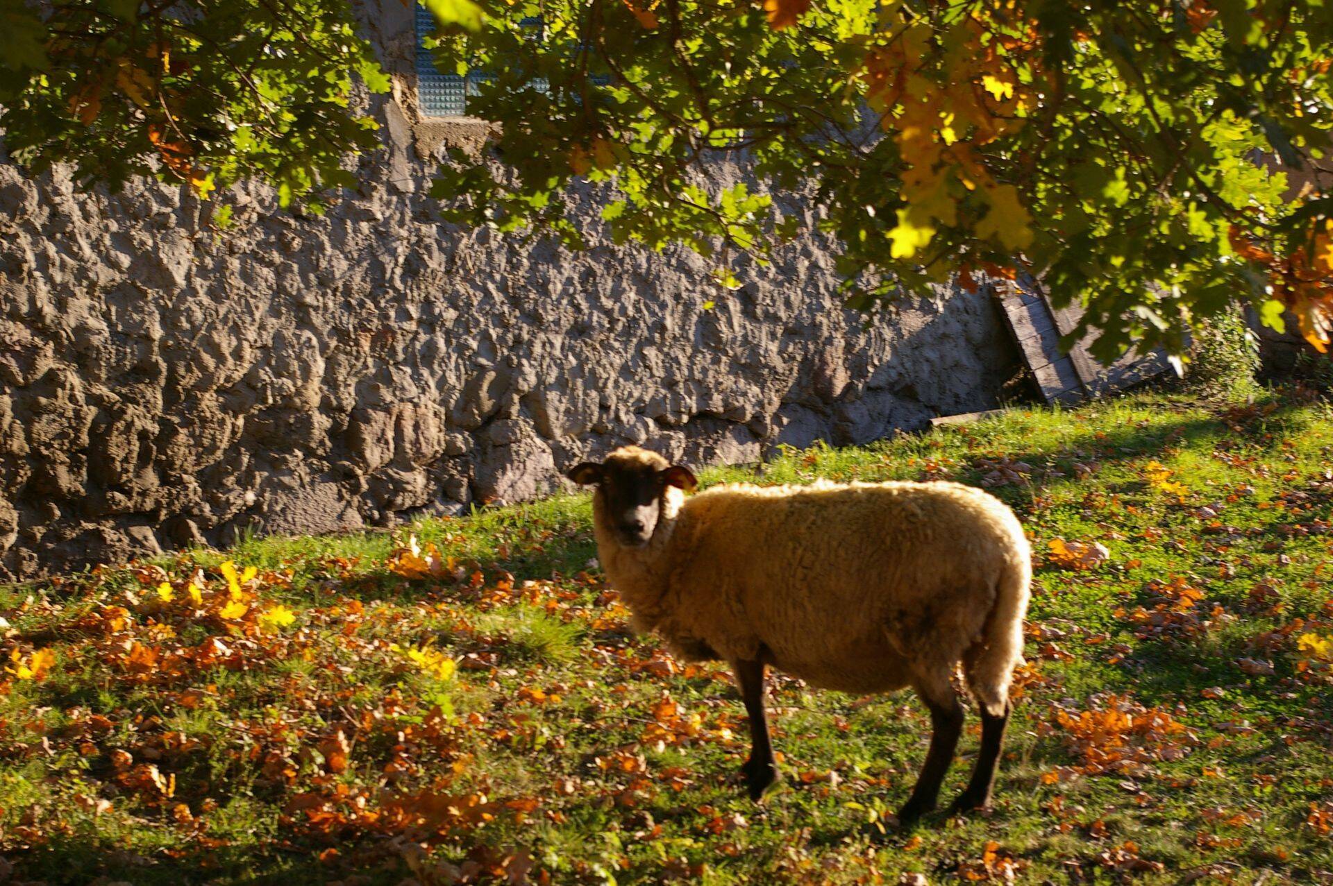 Lambakasvatajad vajavad ühisrinnet