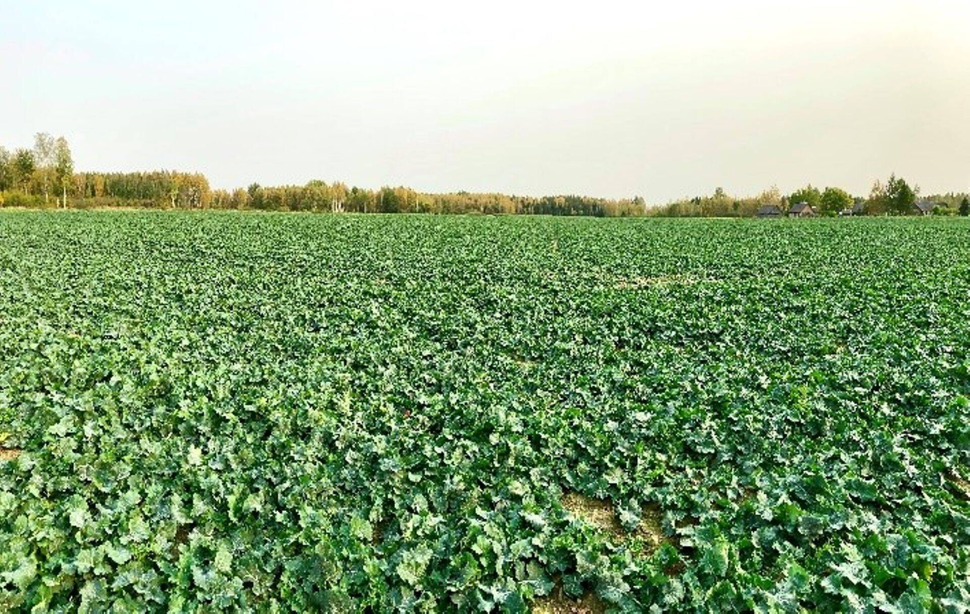 Foto: Priidu Adrijan Corteva