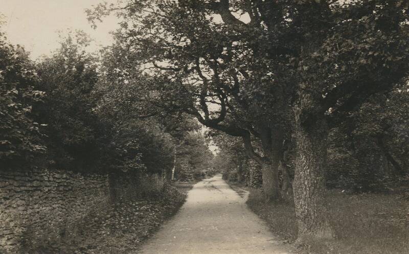 Rakvere tammik 1929. aastal.