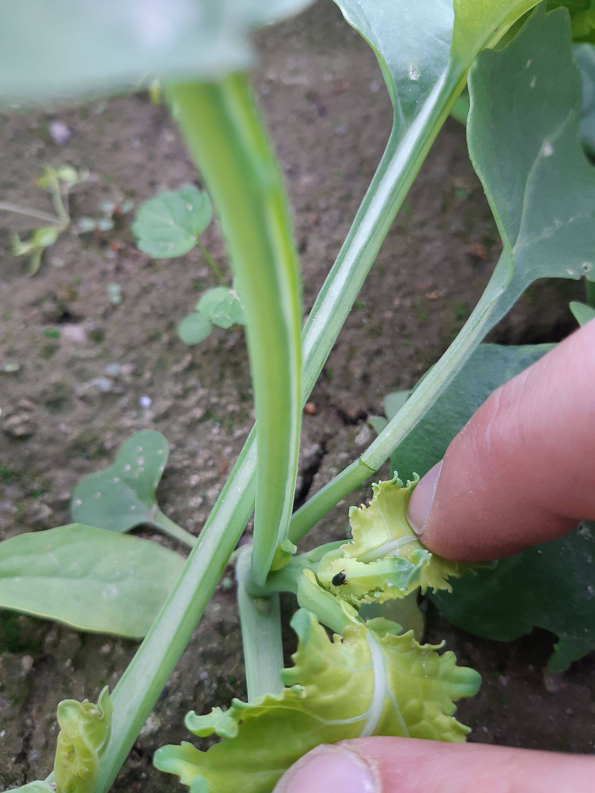 Hiilamardikad ootel.