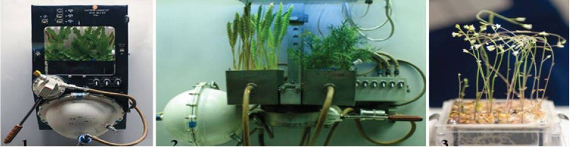 Taimede kasvatamine kosmosejaamas.