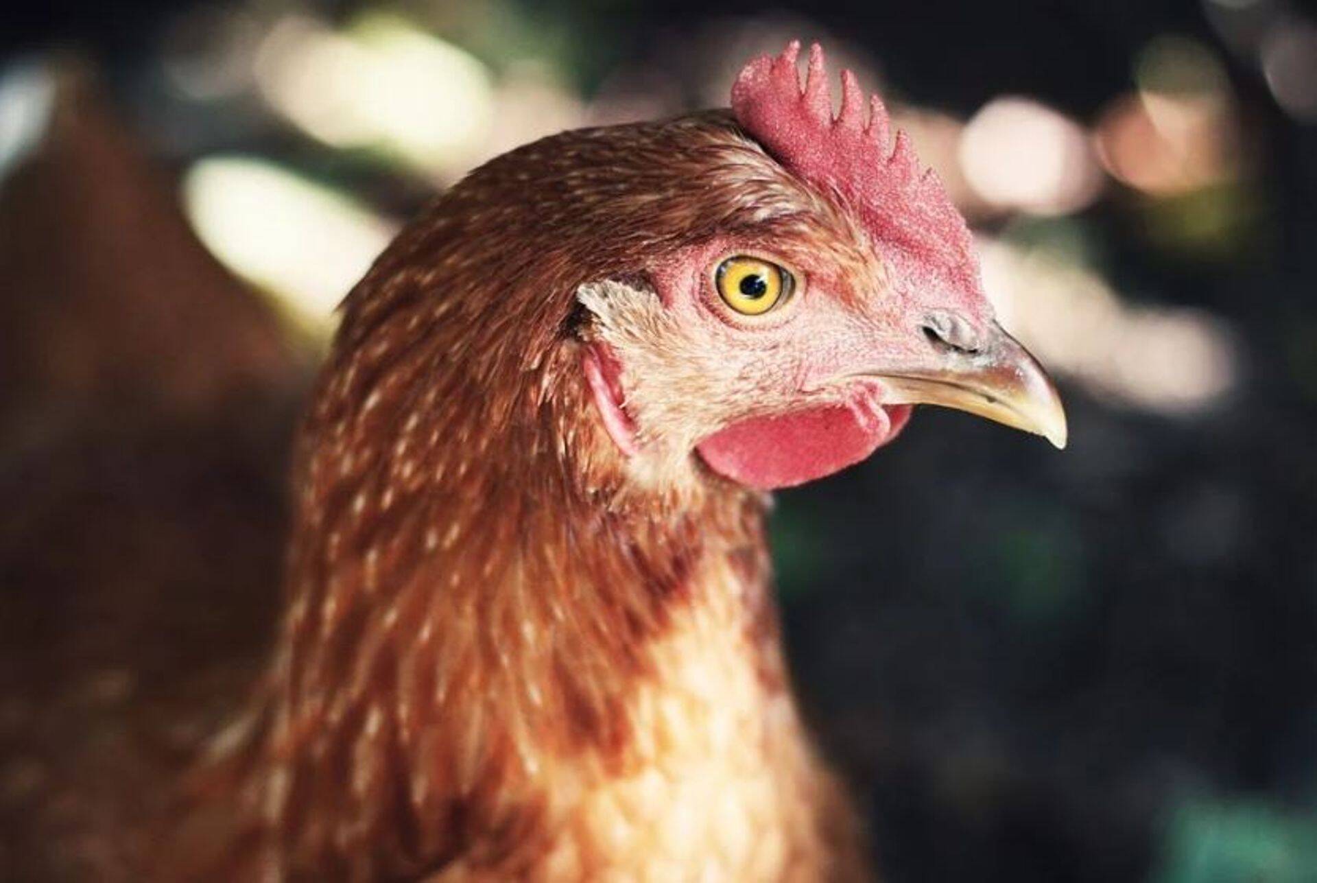 Ukrainast on keelatud lindude toomine Euroopa Liitu.