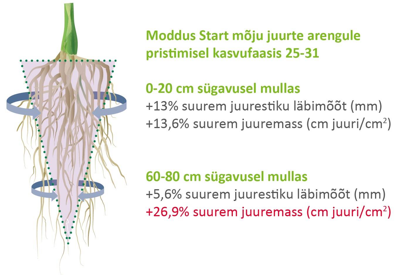Moddus Start mõju juurte arengule pritsimisel kasvufaasis 25-31.