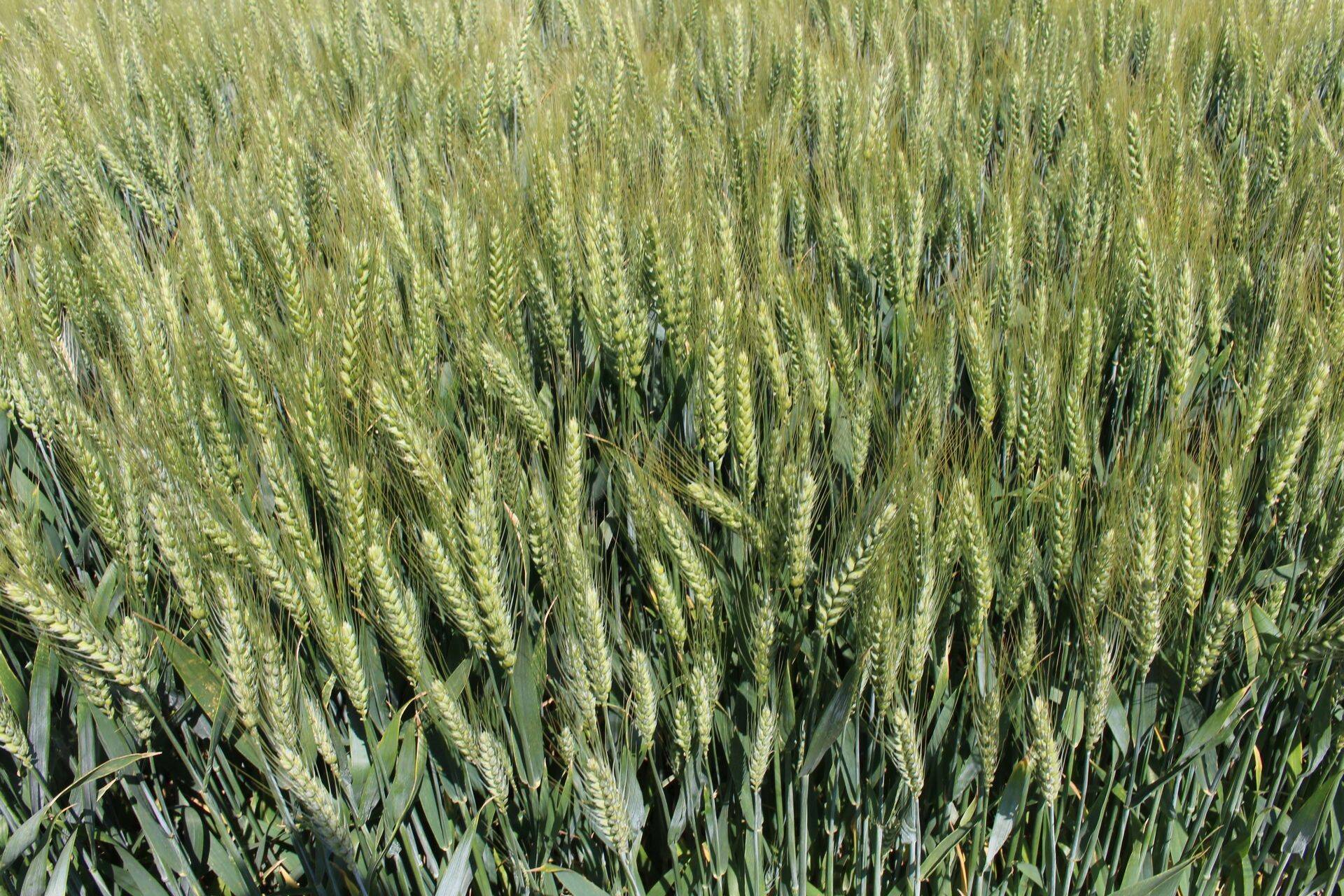 Börs: põllumajandustoormete hinnad langevad ka 2018. aastal