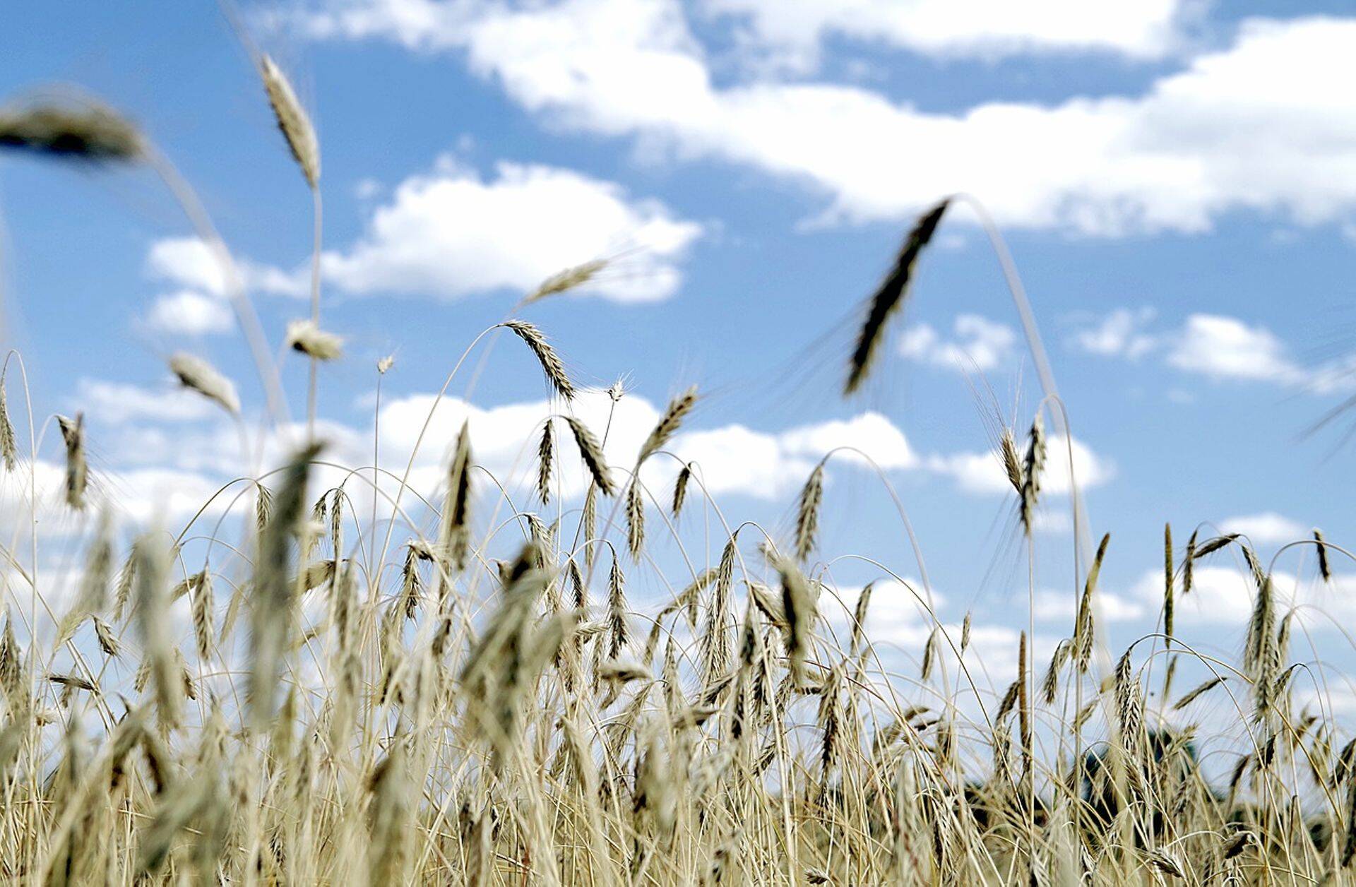 Eesti viljakasvatus on viimase kümnendi jooksul kujunenud Eesti üheks suurimaks põllumajandusharuks.