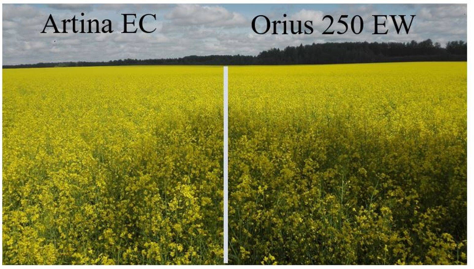 Pritsiti 1. mail, taliraps oli 30 cm kõrge, pilt tehtud 29. mai 2019.