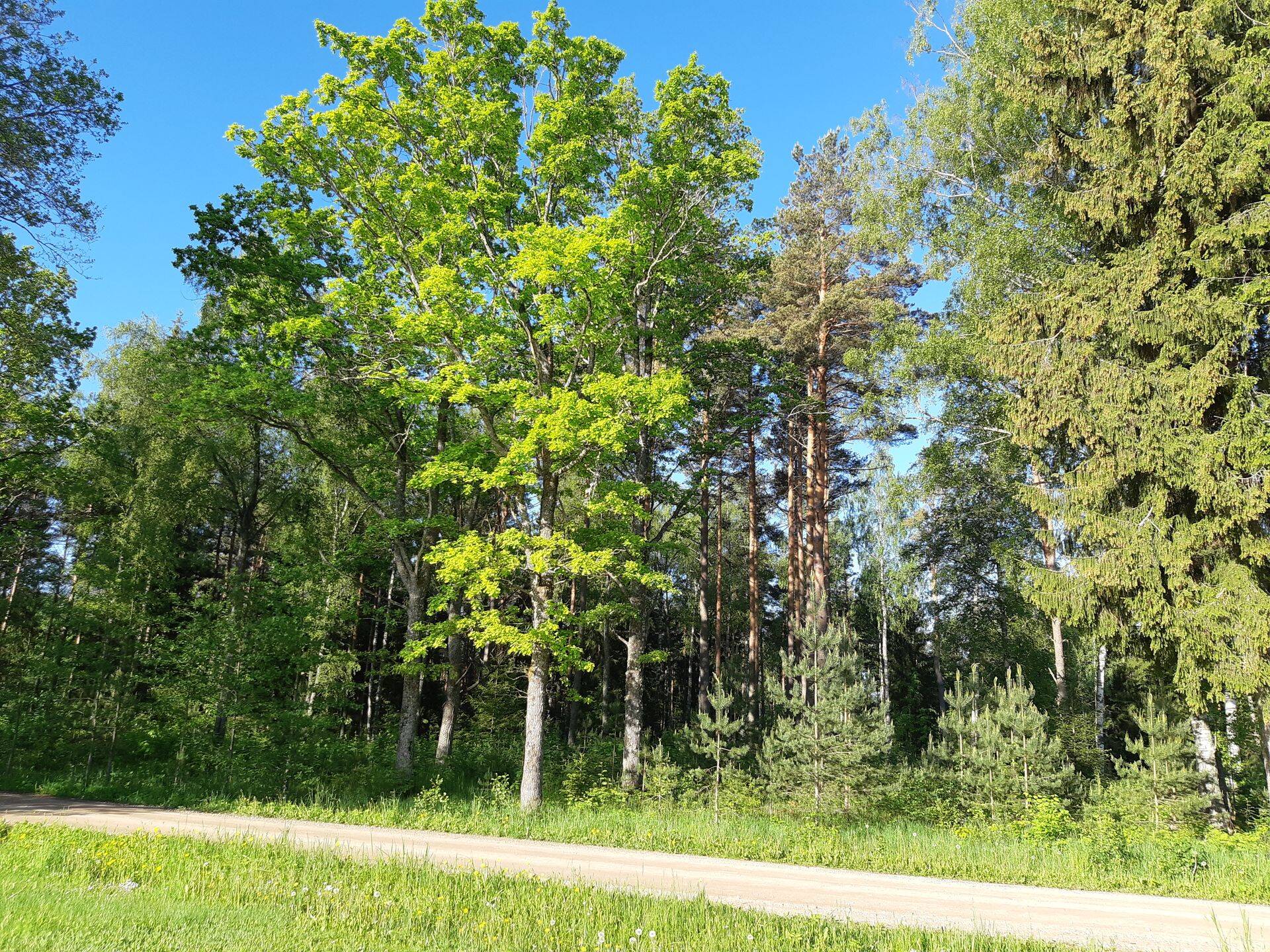 Metsanduse arengukava juhtkogus osalejate ring kasvab.