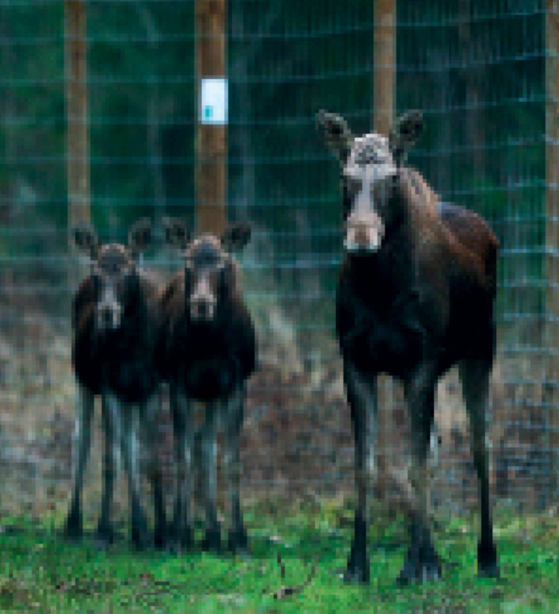 Põdrad tekitavad metsadele palju kahju.