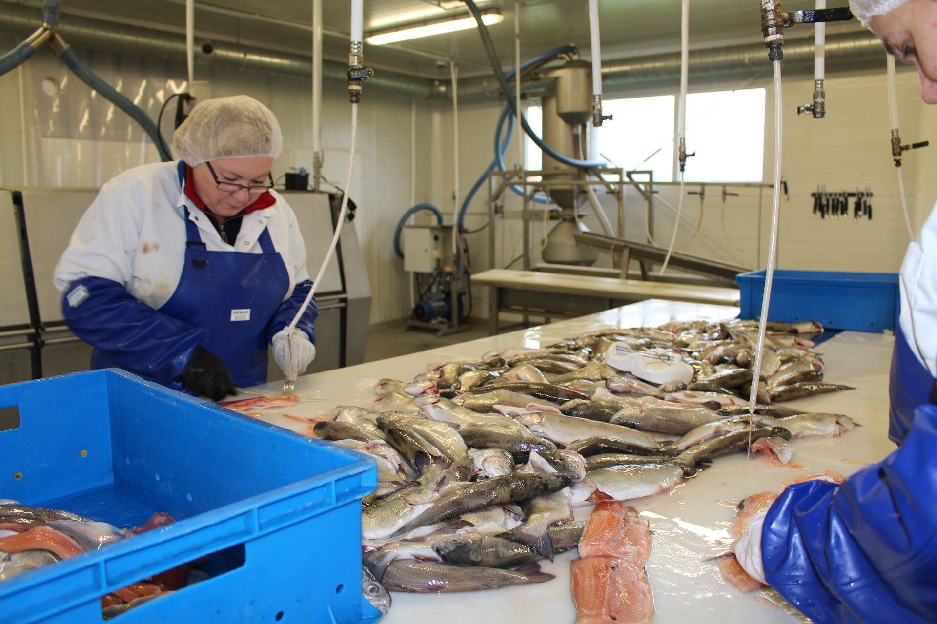 Avatud toidutööstuse nädal_Ecofarm töötleb kodumaist kala