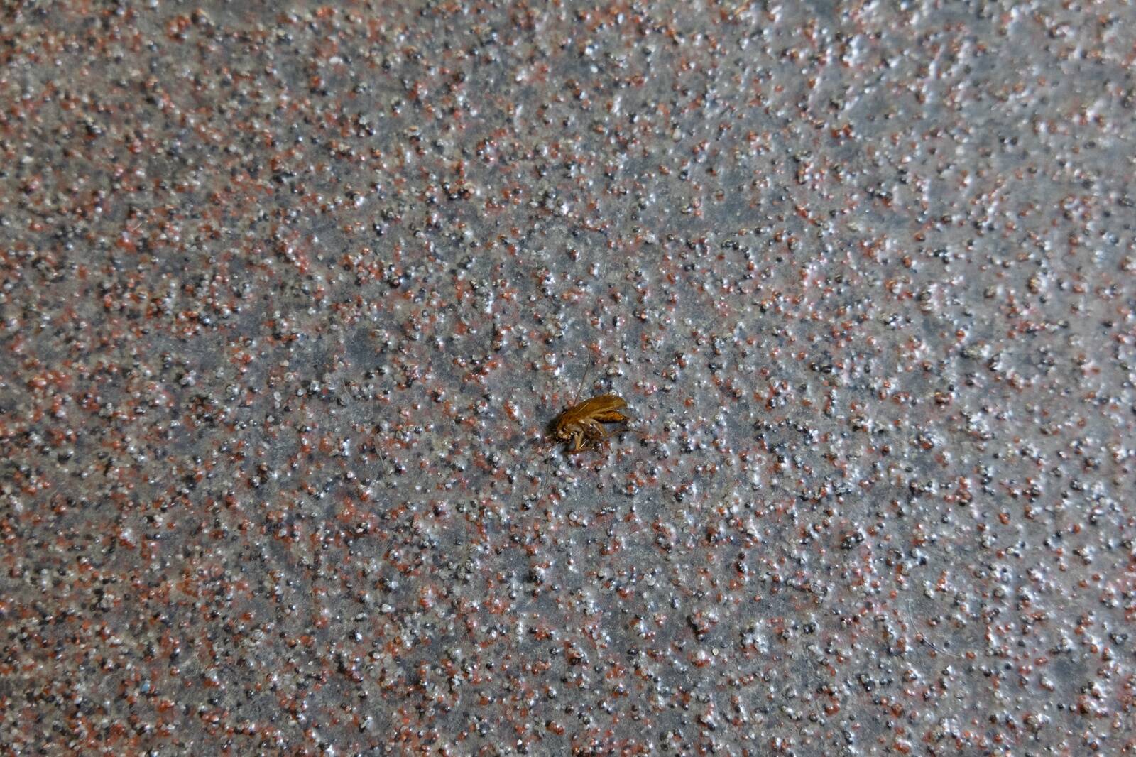 Таракан в коридоре