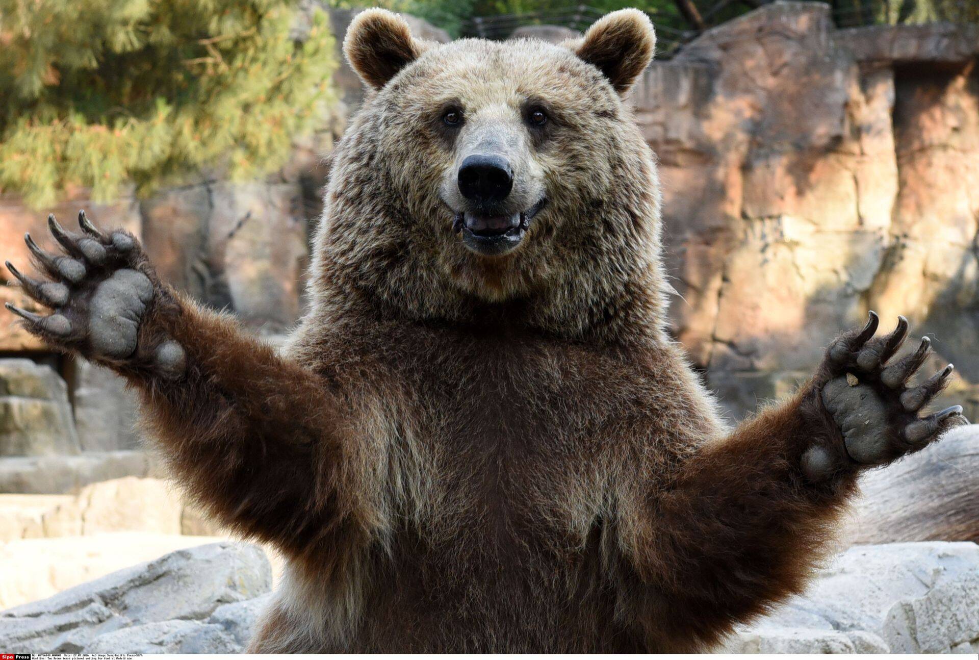 Buļļu tirgus tendenci pārtrauc kopējo tirgus cenu kritums kādā laika periodā no iepriekšējām augstienēm vismaz par 20%. Tad iestājas tā saucamais lāču tirgus.