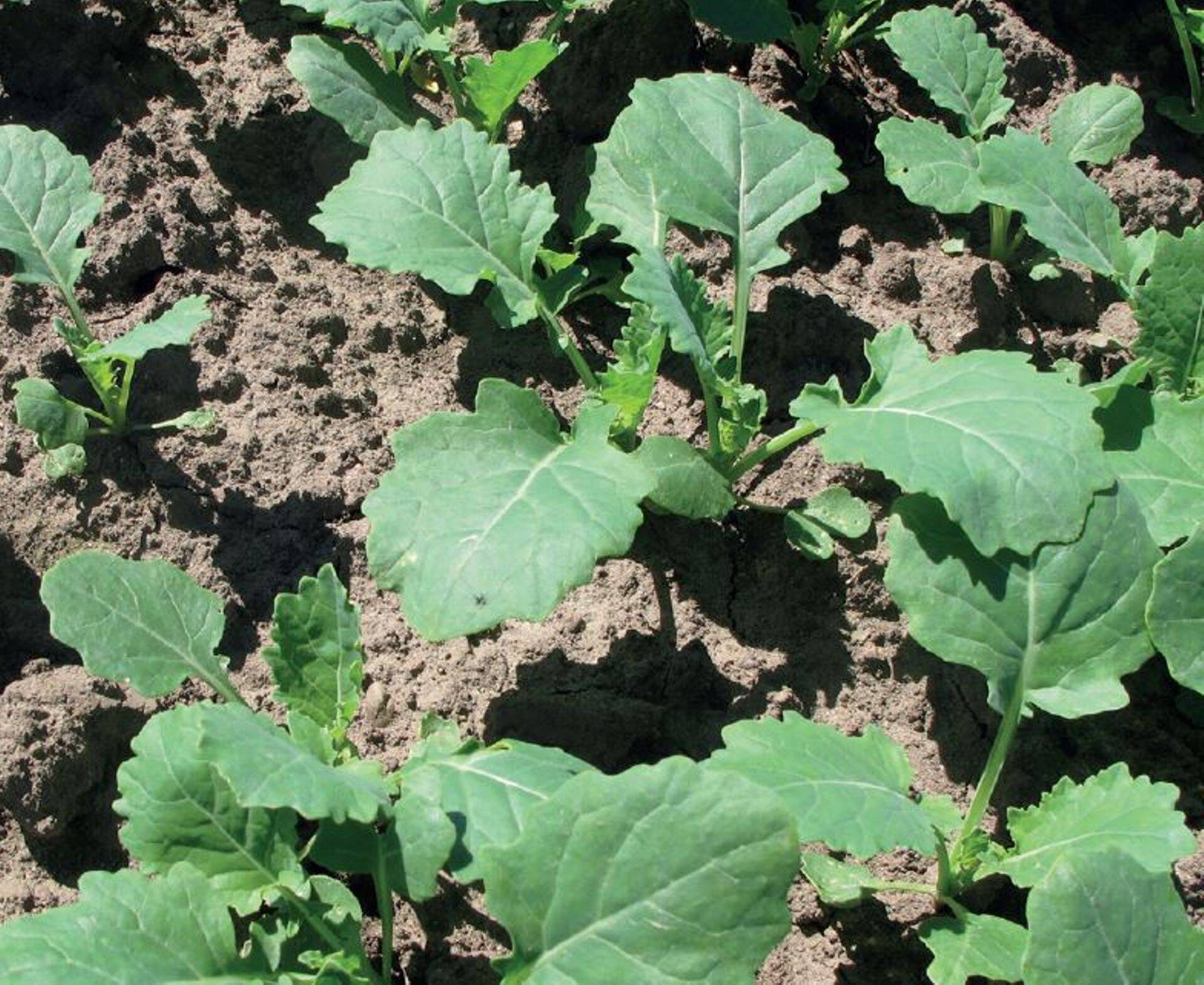 METAZAMIX™ - herbitsiid suvirapsis