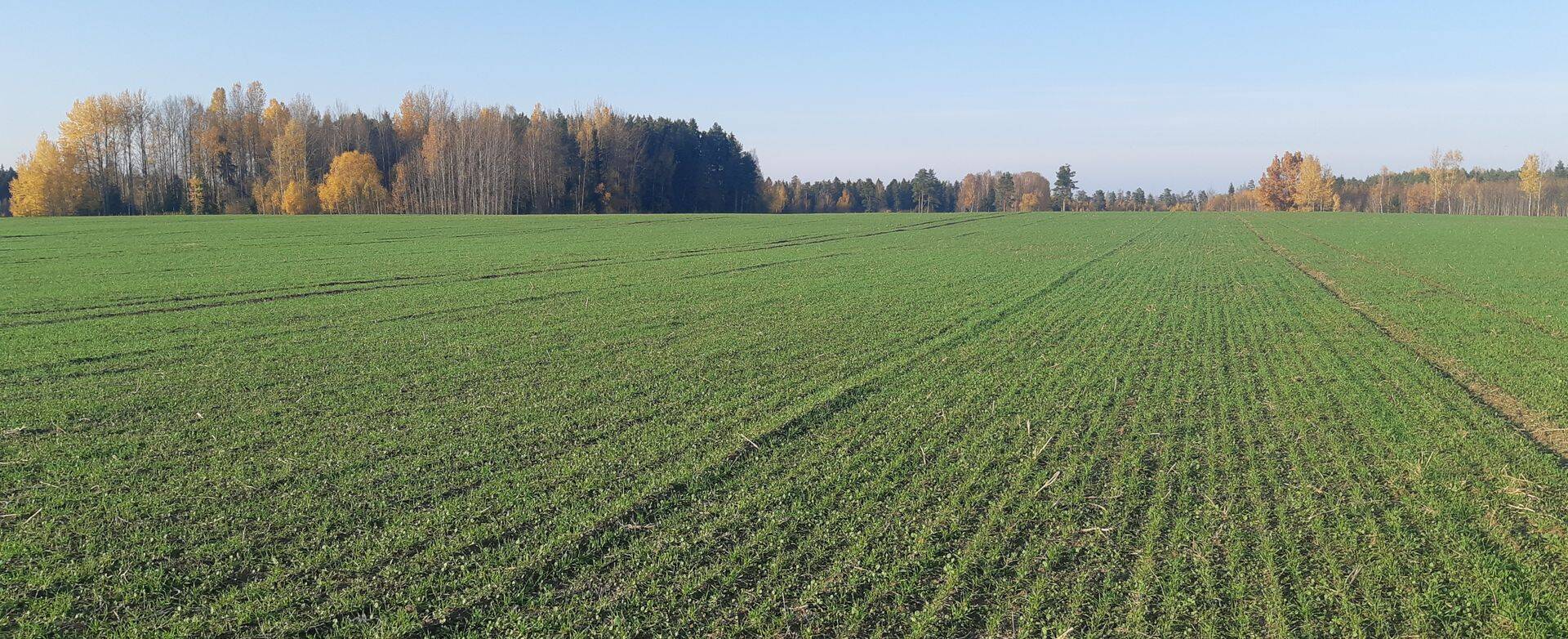 Septembri teise dekaadi külvid tärkasid väga aeglaselt.