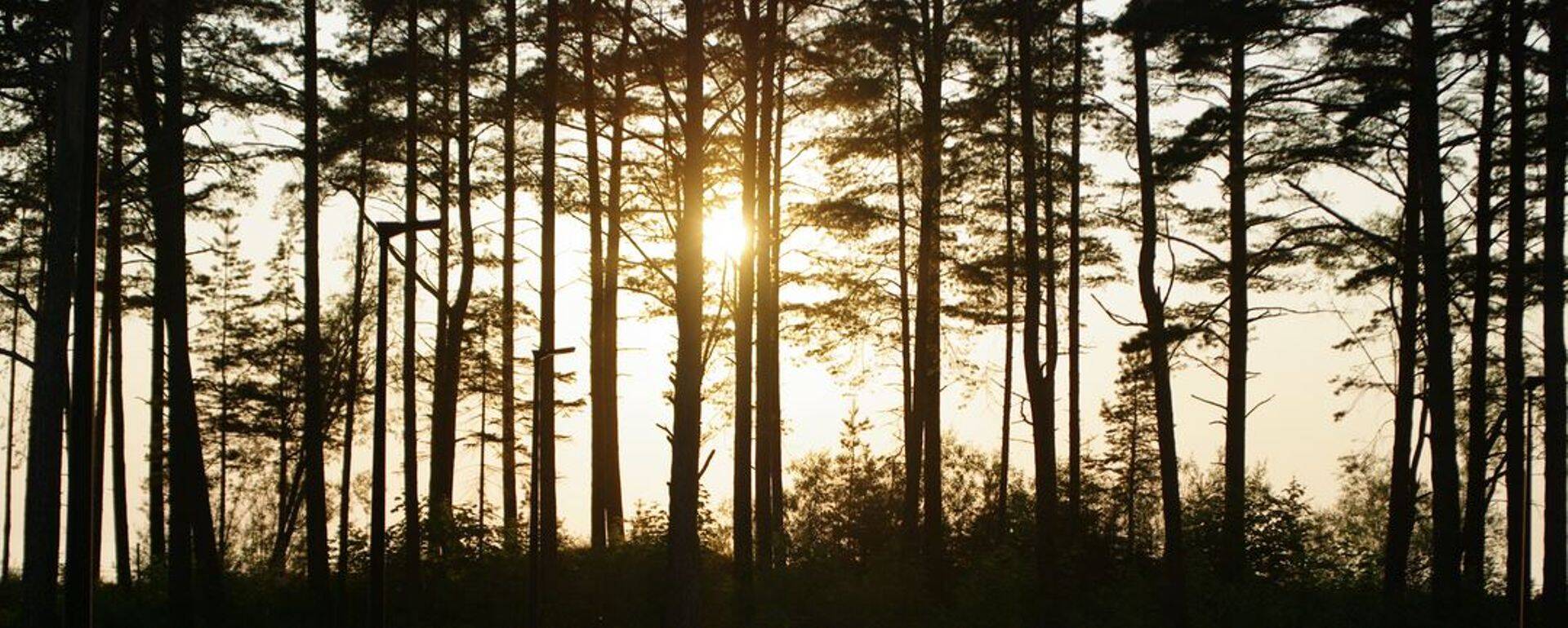 Сосны Нарва-Йыэсуу