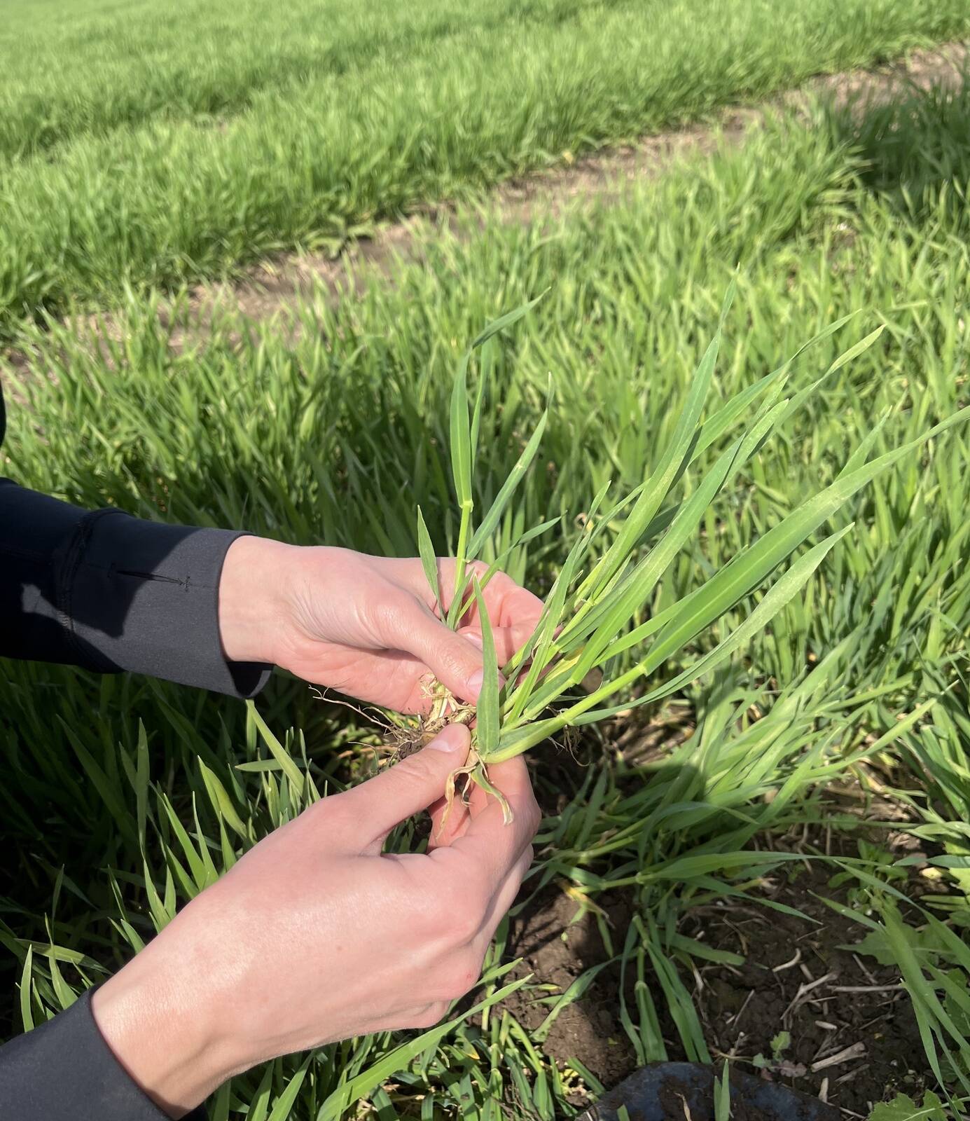 Taliodra võrseid lugemas.