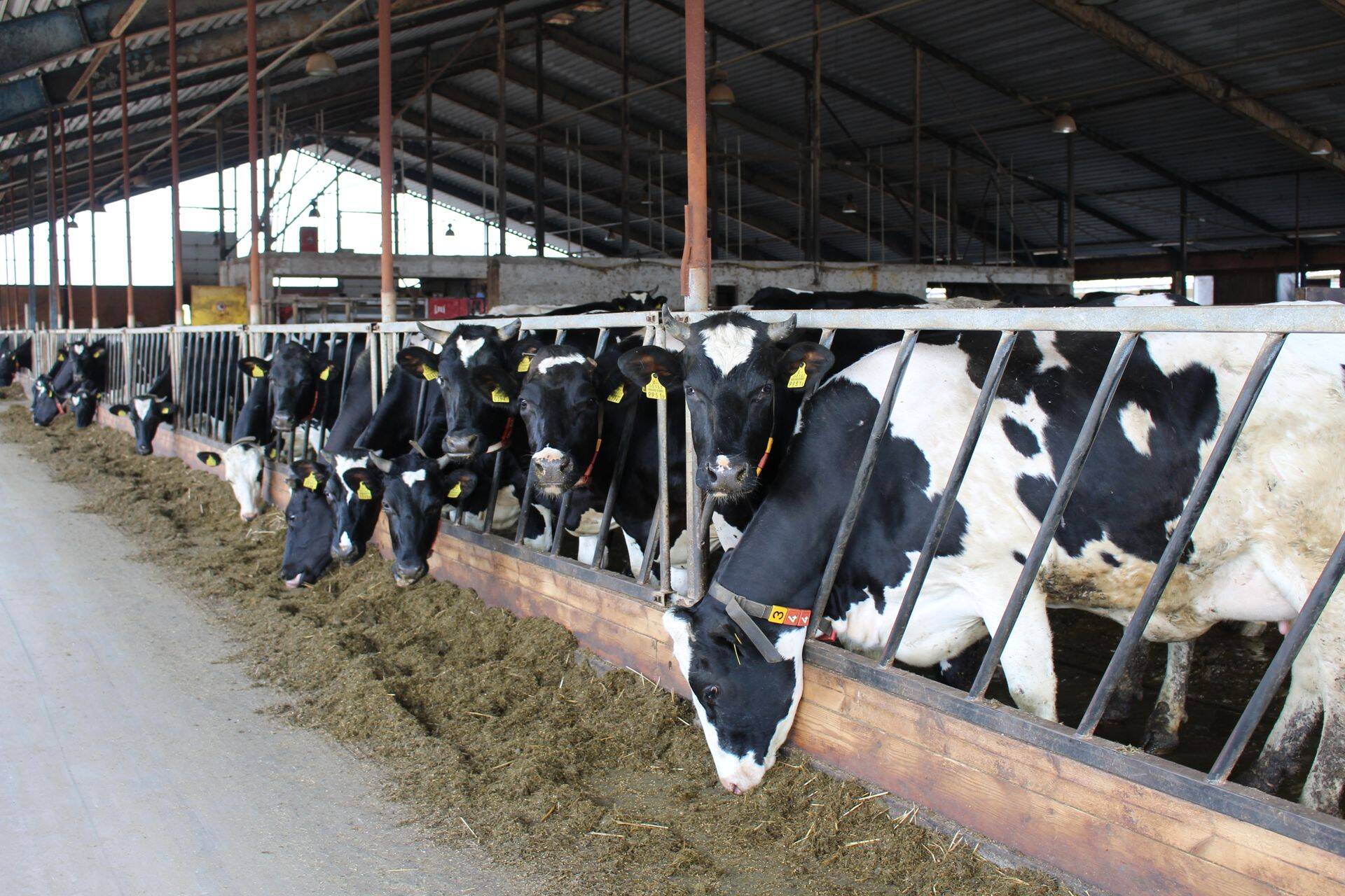 Piimafarmid ootavad külla