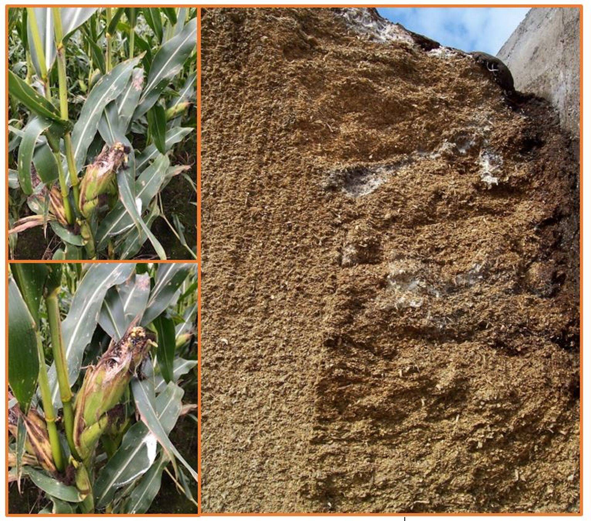 Hallitav mais ja maisisilo.