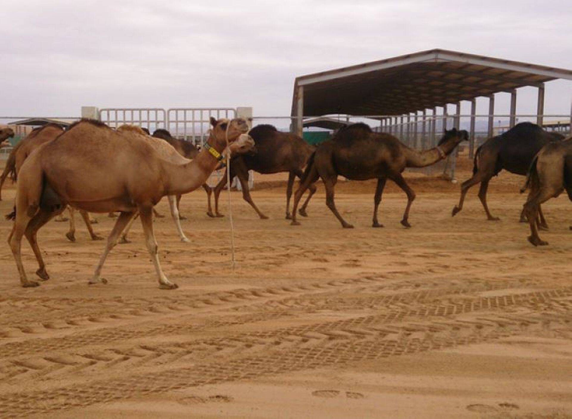 Visiidi viimasel päeval külastati kuninglikule perekonnale kuuluvat farmi Al Ain, kus peeti 4000 lüpsilehma ja 1400 kaamelit