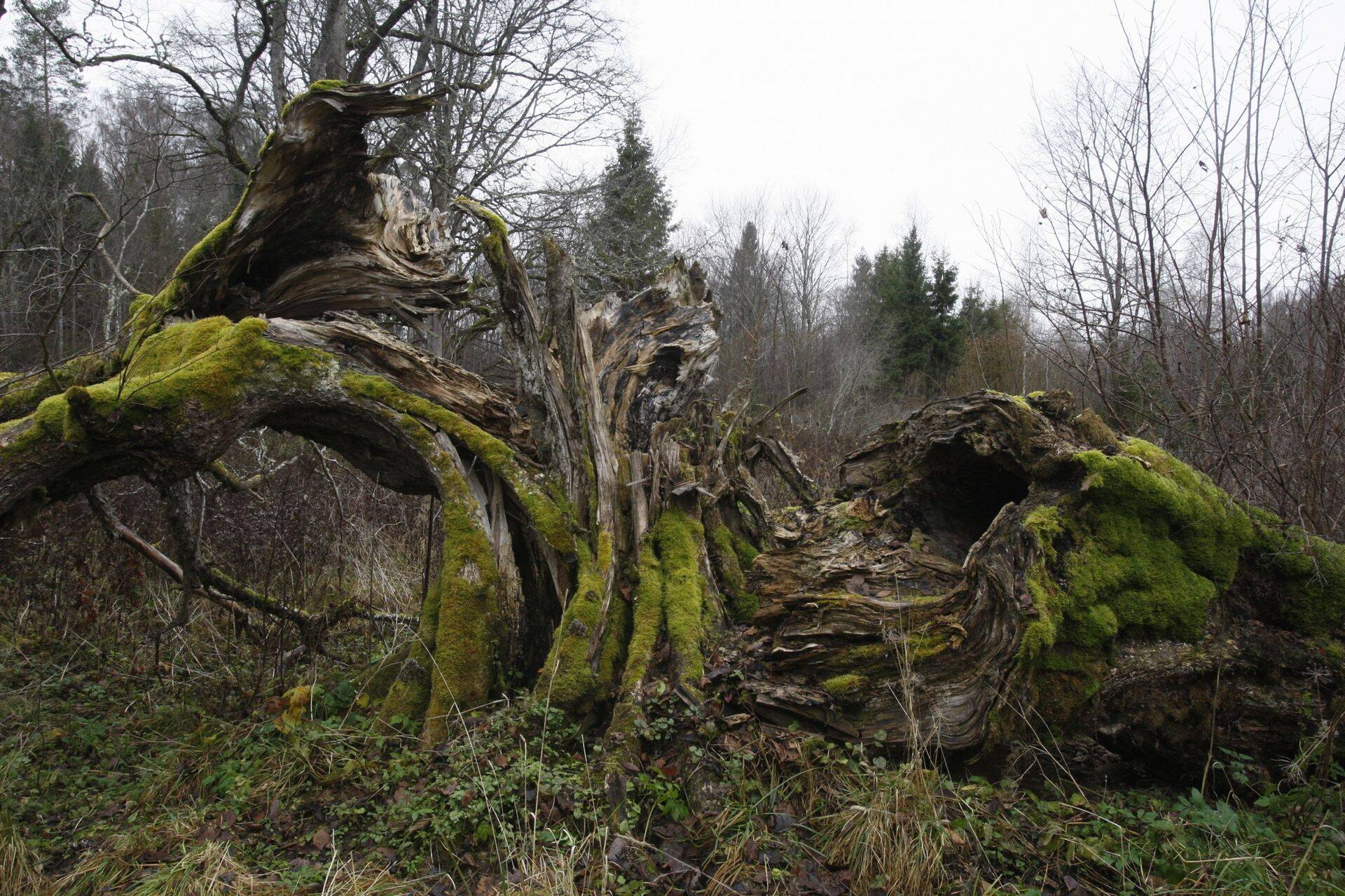 Uus kaardirakendus aitab üles leida Eesti looduslikud pühapaigad