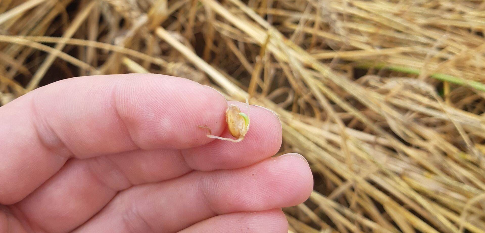 Lamandunud põllult leiab ka idanenud teri.