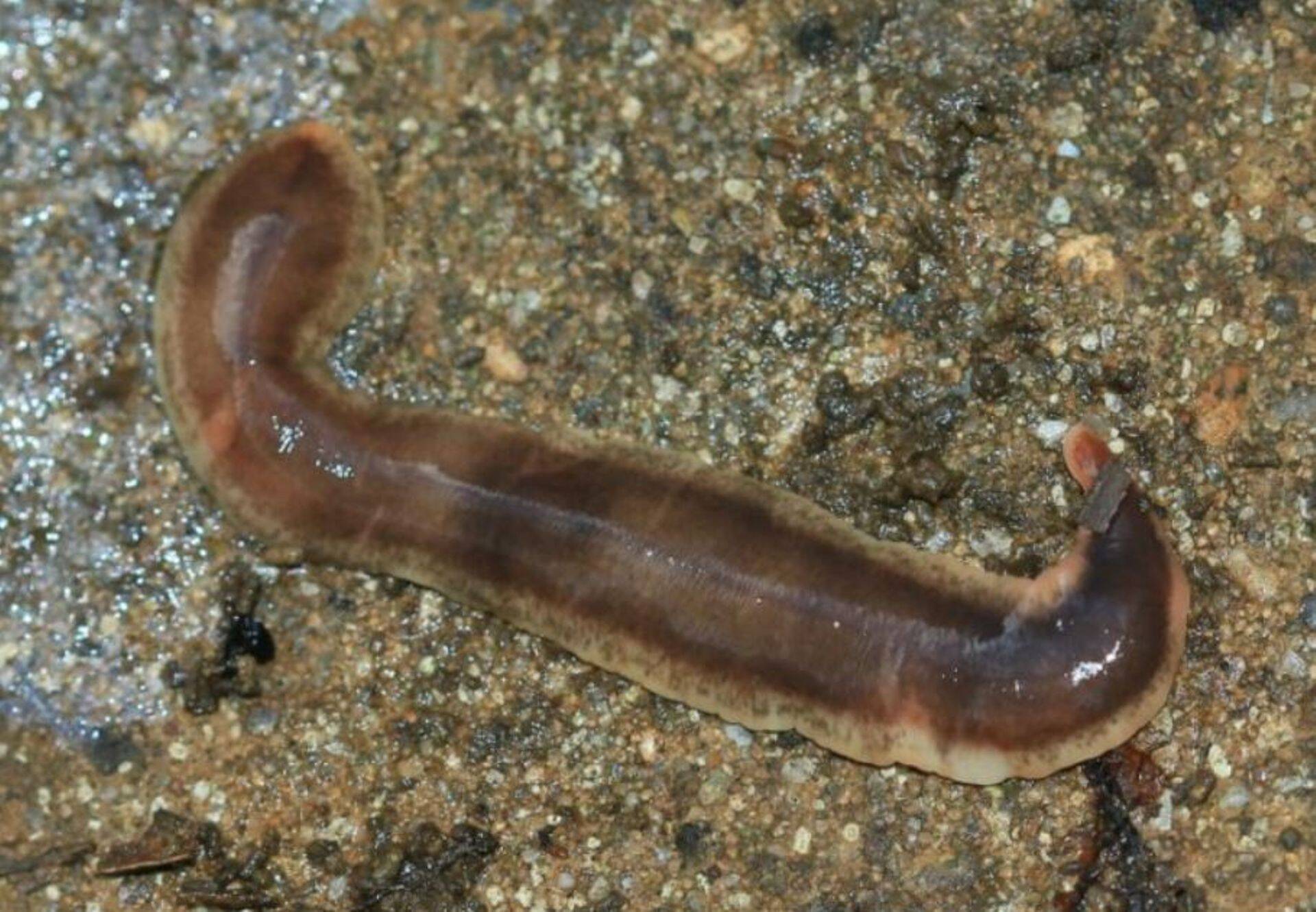 Mullas elav eestikeelse nimeta lameuss Arthurdendyus triangulatus.