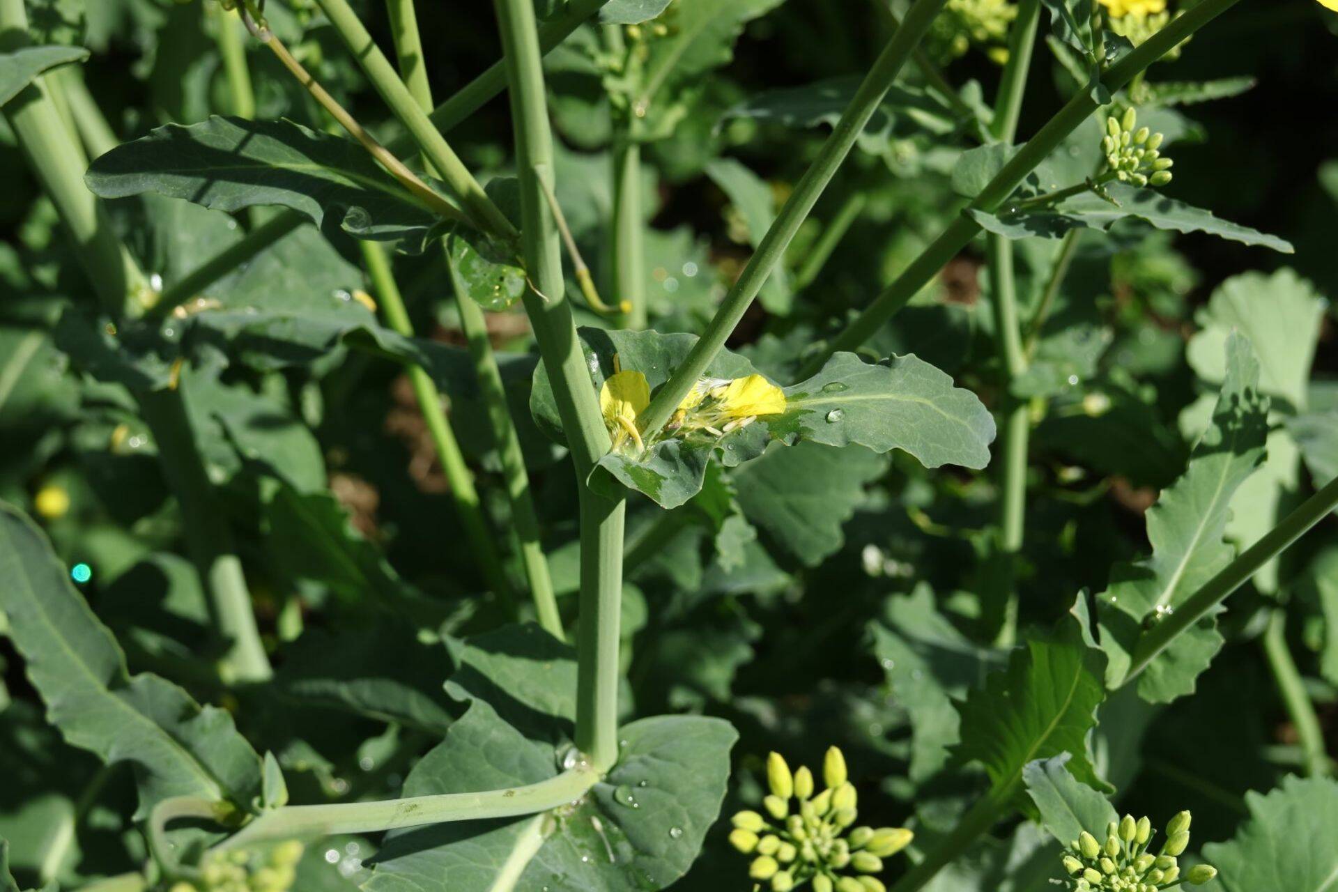 Rapsi varisenud õielehed lehekaenlas on heaks toitepinnaseks valgemädaniku eoste idanemisele.
