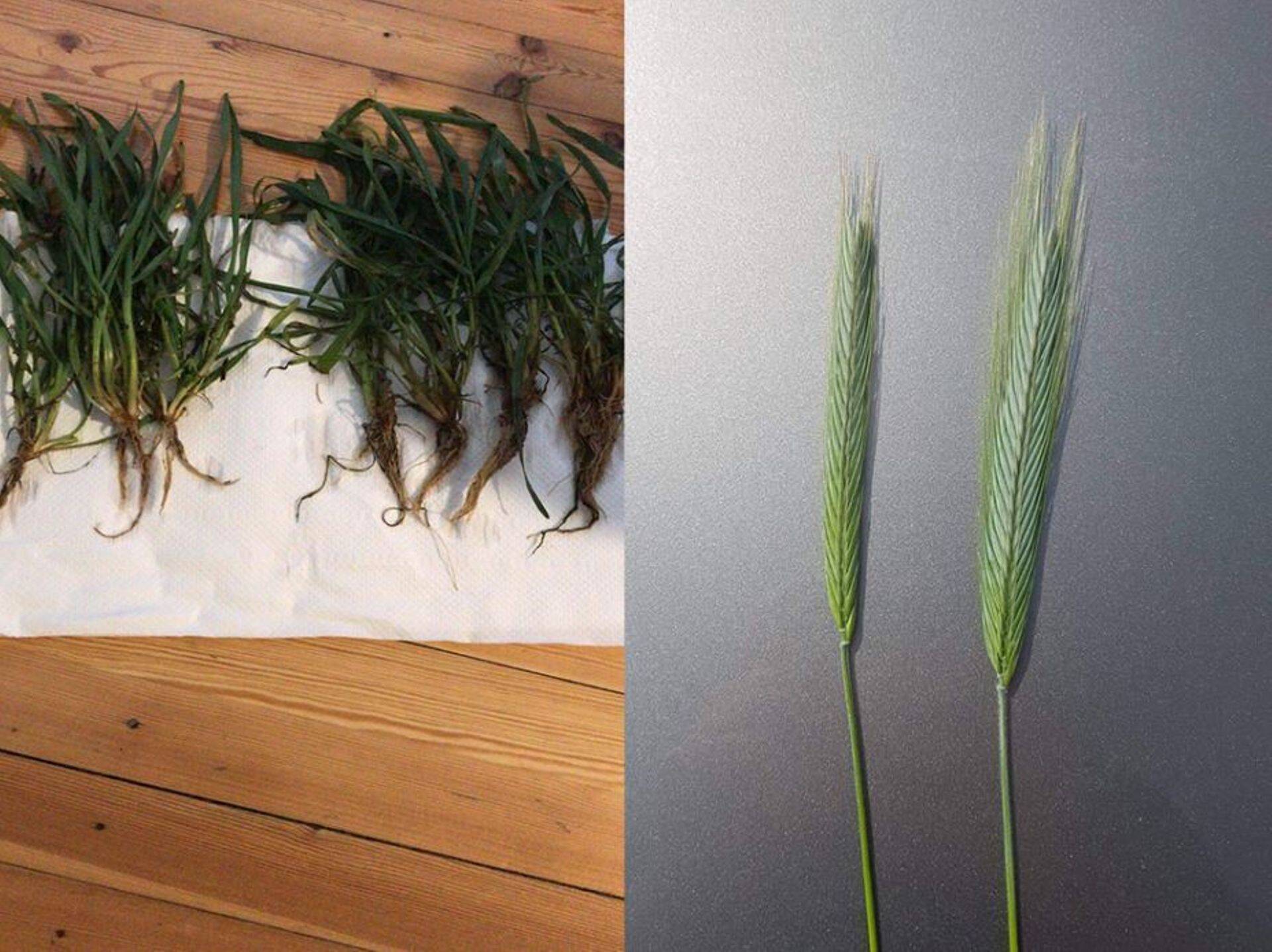 Talirukki väetuskatse Lätis 2019. aastal. Vasakpoolne pilt on tehtud veebruaris, parempoolne mais. Mõlemal pildil on näha võrdlust kahe väetise vahel - NPK 8-20-30+S (vasakul) ja YaraMila NPK(S) 9-12-25(7) (paremal).