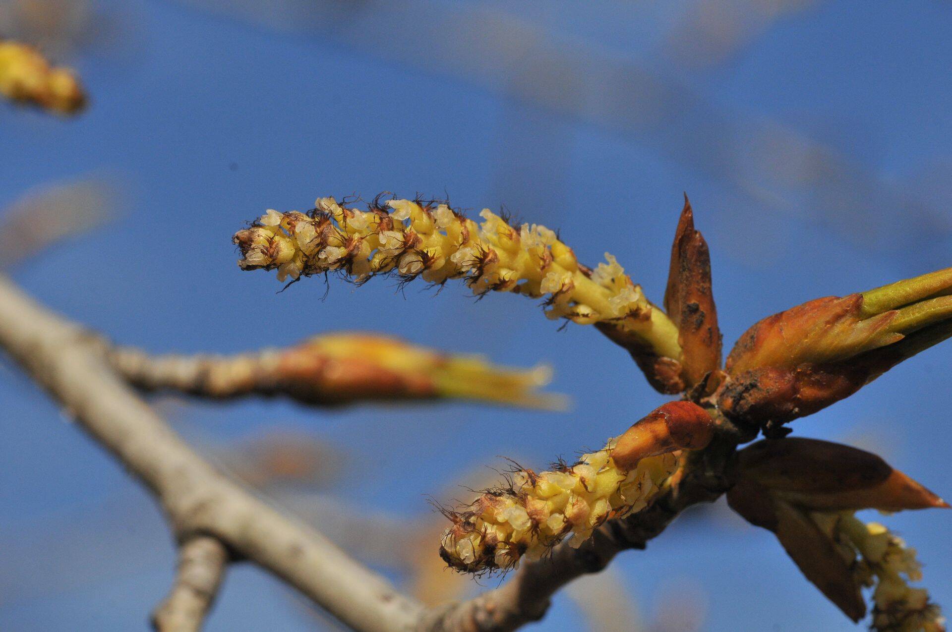 Papli emasõisik. Ristamisel on plaan valida emaks pappel, mille õisi tolmeldatakse palmi õietolmuga.