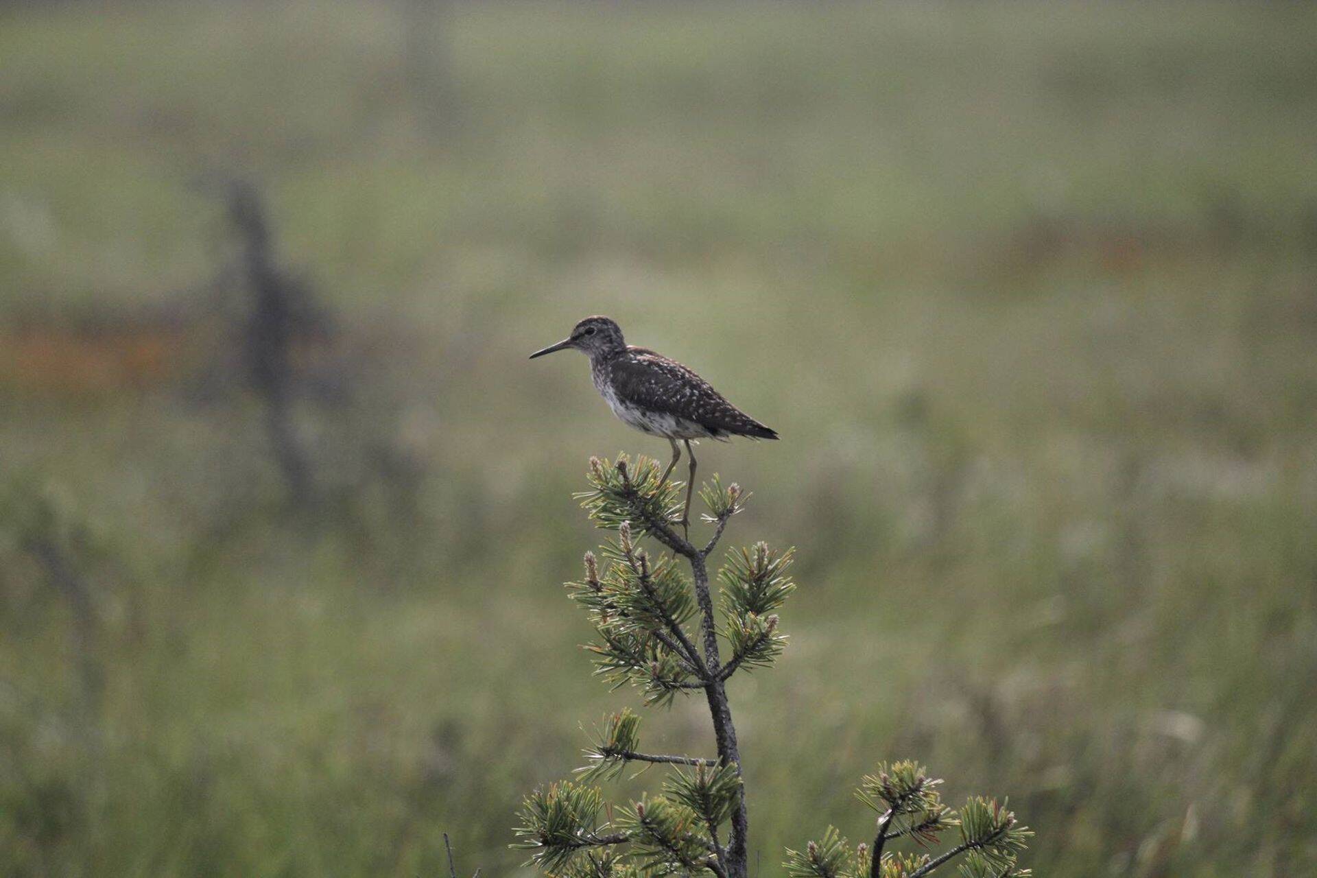 Eestis ainult soodes pesitsevad kaitsealused mudatildrid taasasustavad kiiresti taastatud sooalad.