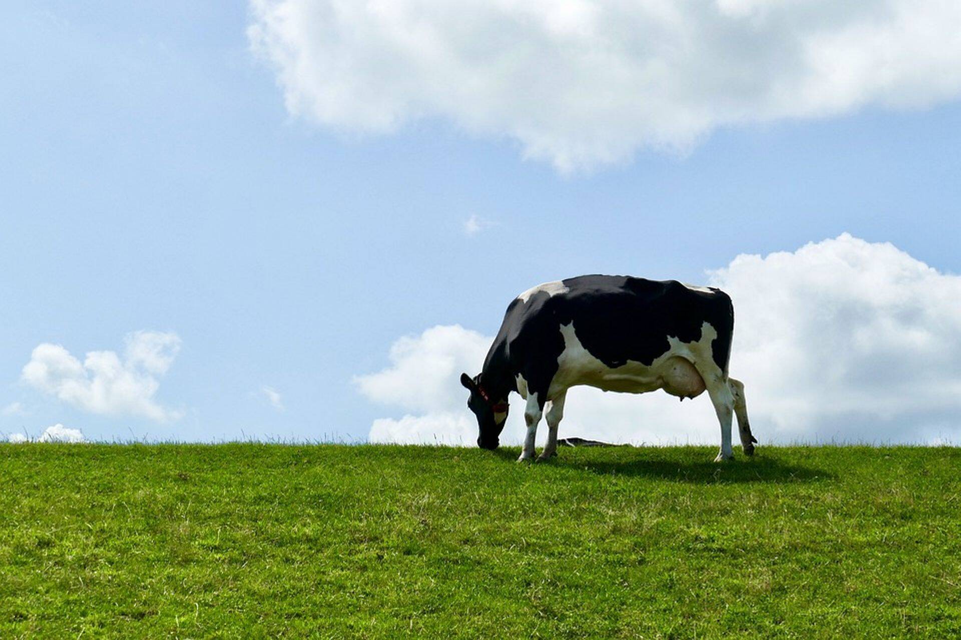 Toorpiima eksport Leetu jätkub tõrgeteta.